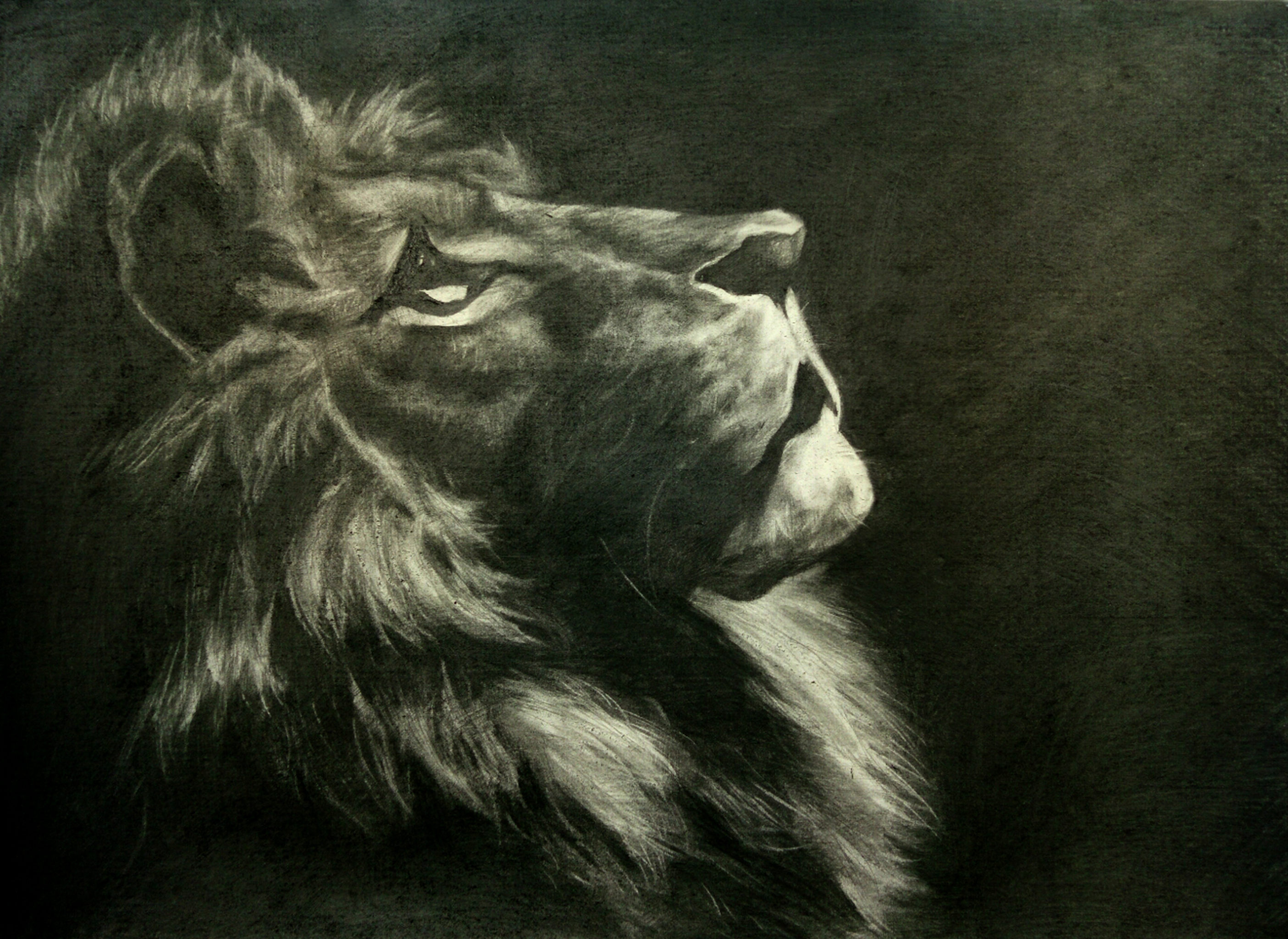 《希望》狮子手绘