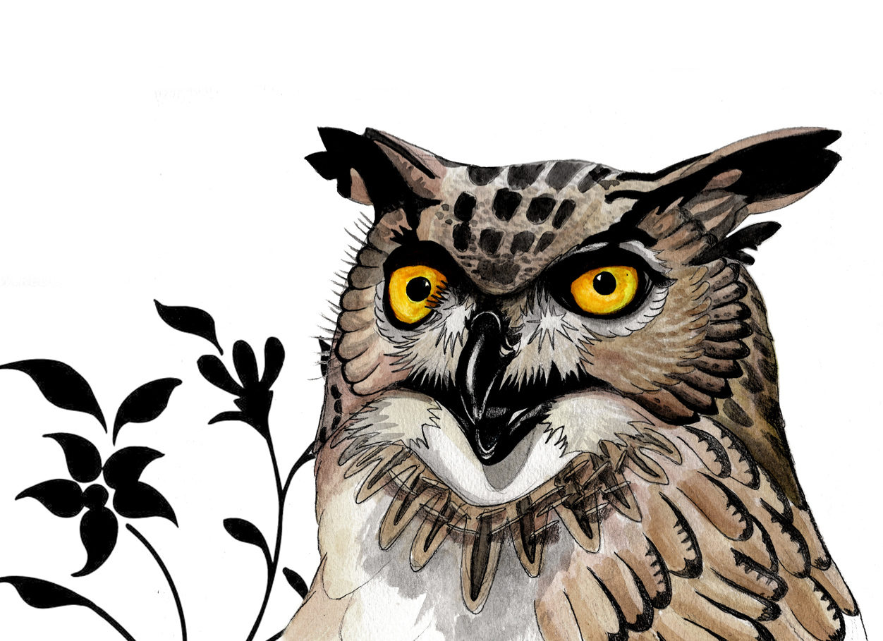 动物肖像画之猫头鹰