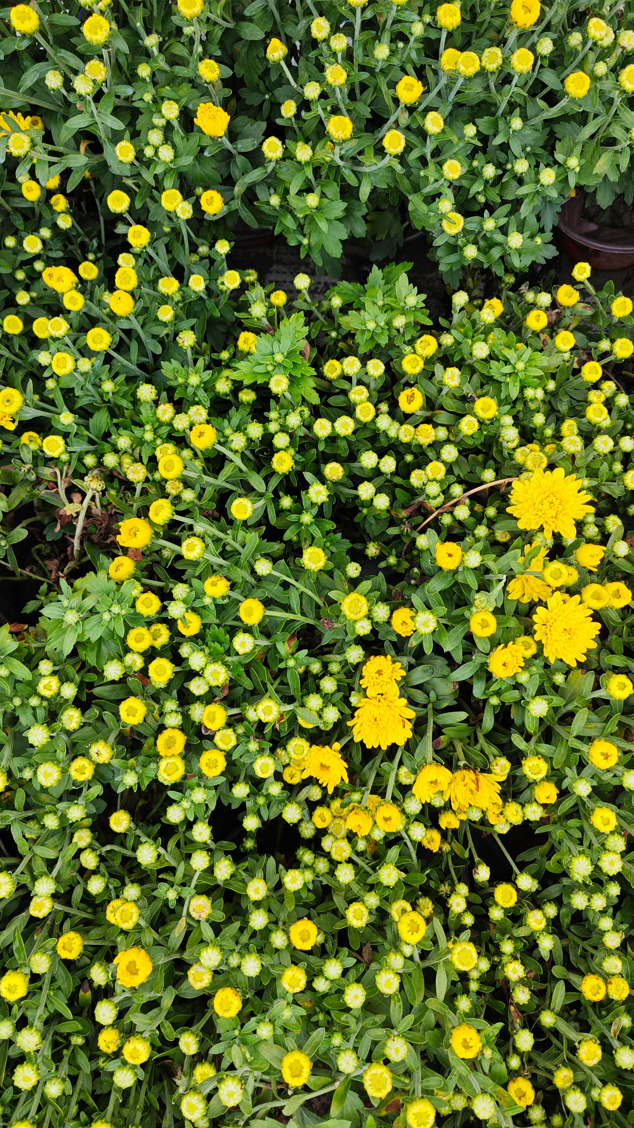 小雏菊花朵纹理秋季摄影城市摄影