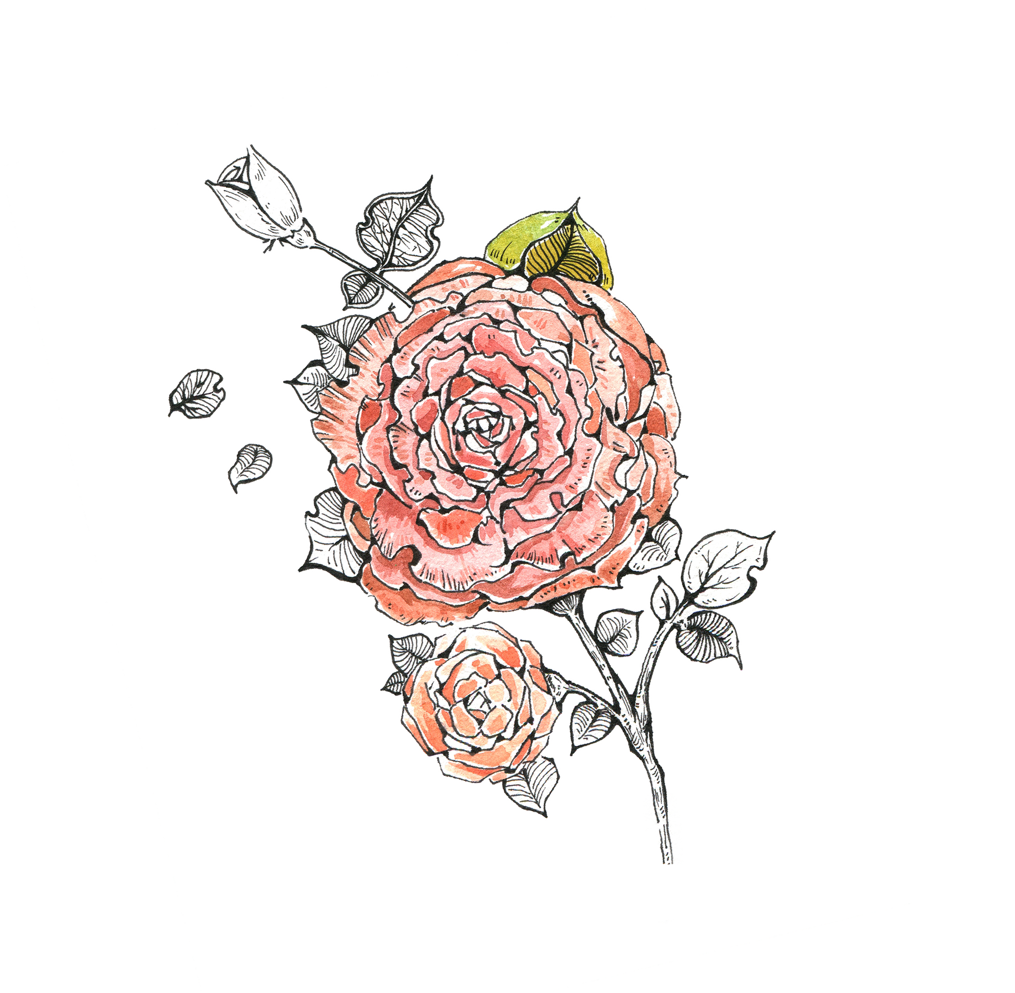 山茶花手绘水彩