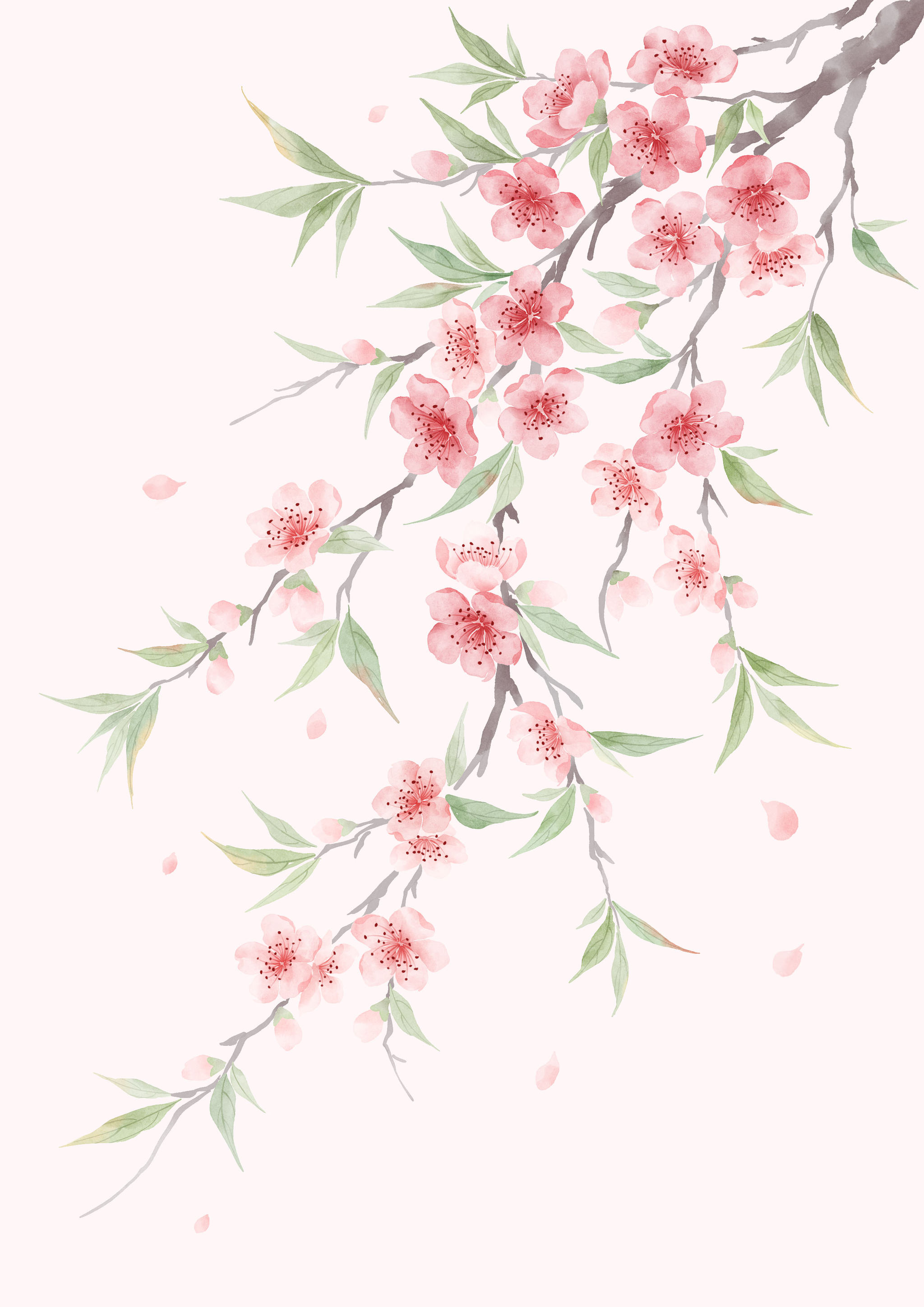 水彩桃花