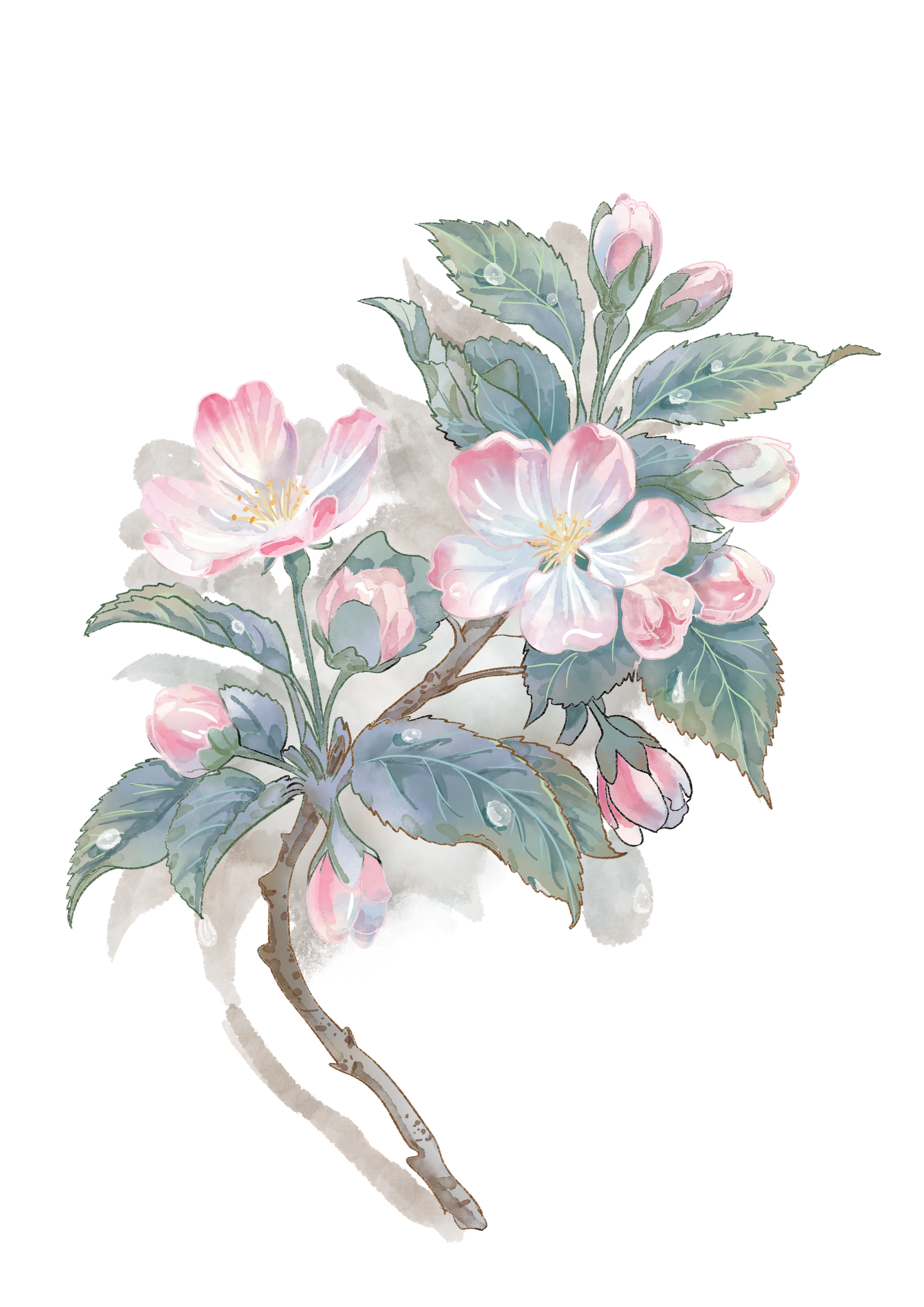 水彩水果 水彩花卉