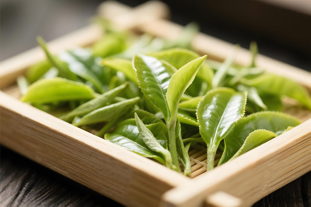 清新白茶嫩芽特写