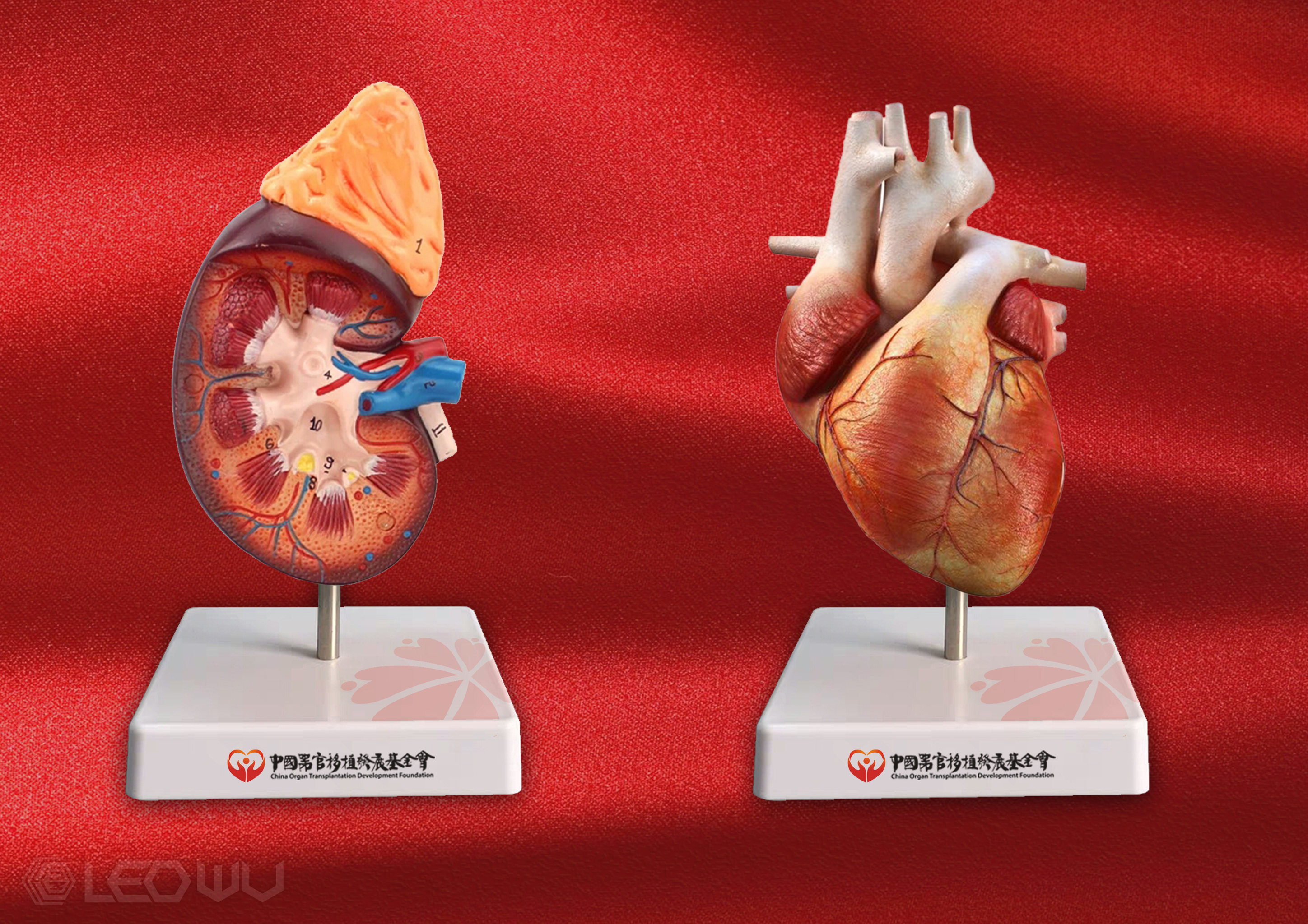 中国器官移植发展基金会视觉形象vi