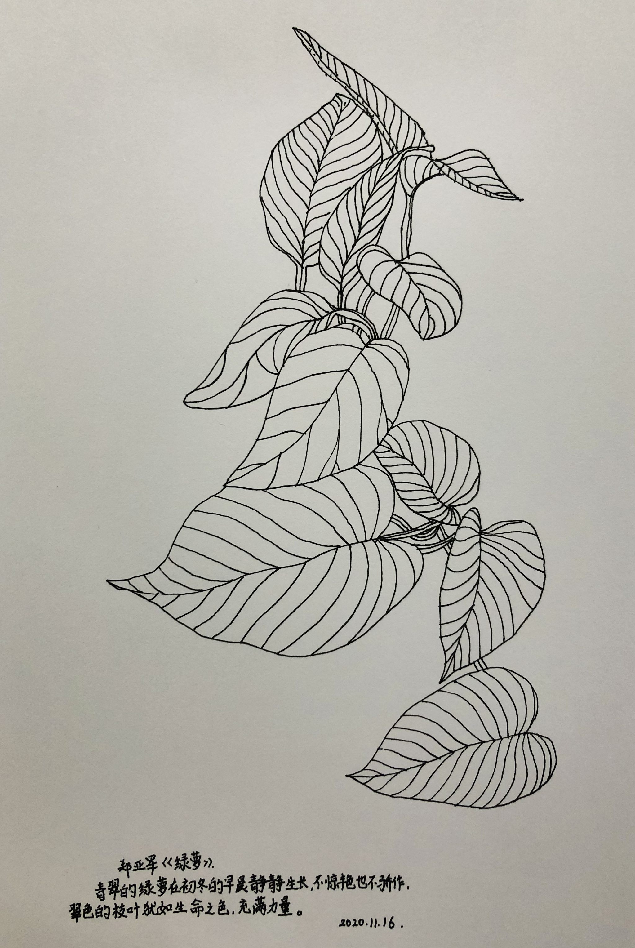 《绿萝》 - 郑亚军 - 原创作品 - 视觉中国(shijueme)