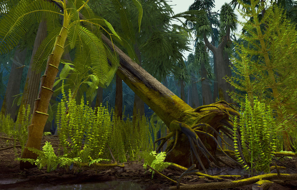 荣誉提名奖 - 约亨 -《发展——植物的进化:库克逊蕨属》 - illusalon