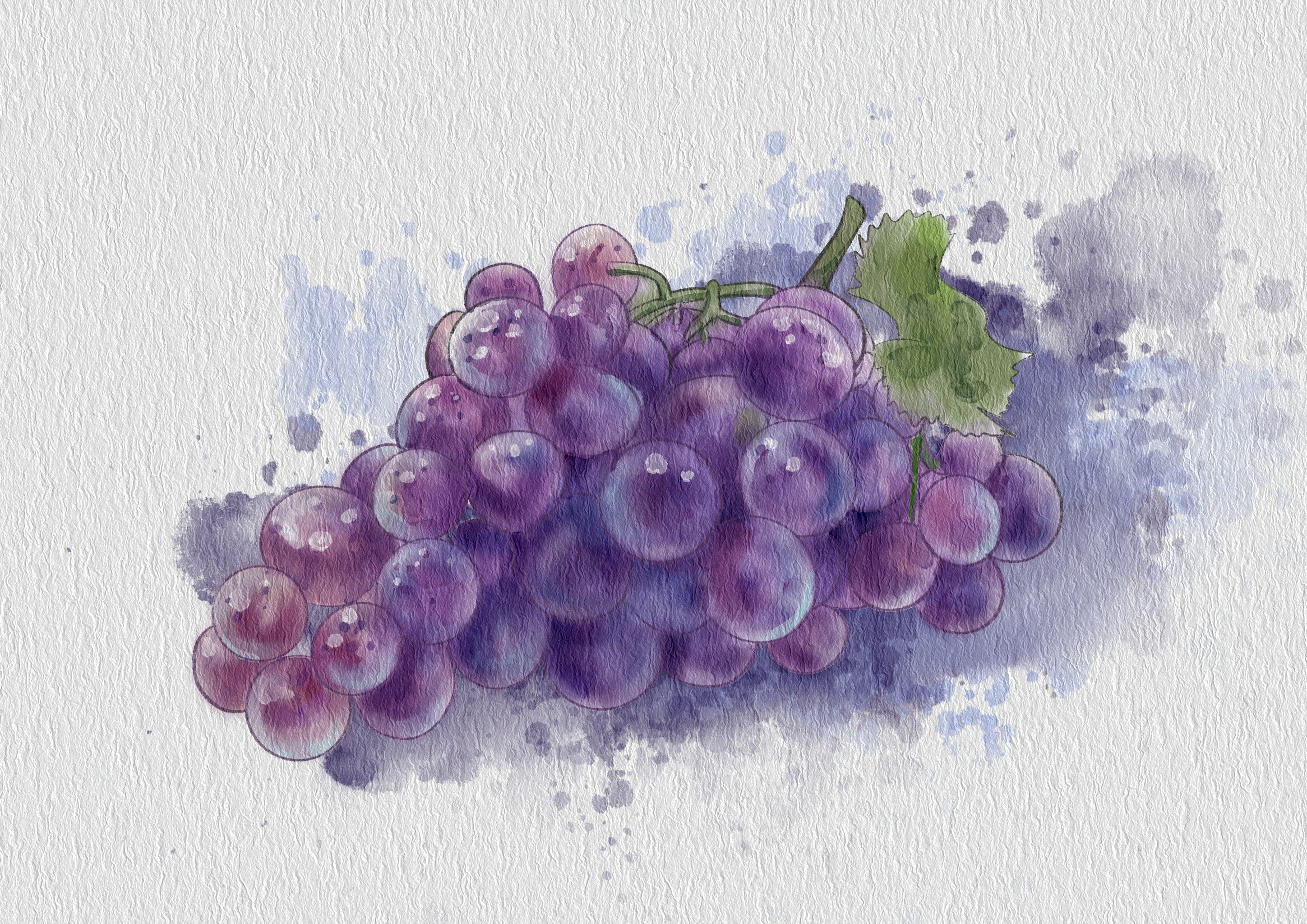 水彩水果 水彩花卉