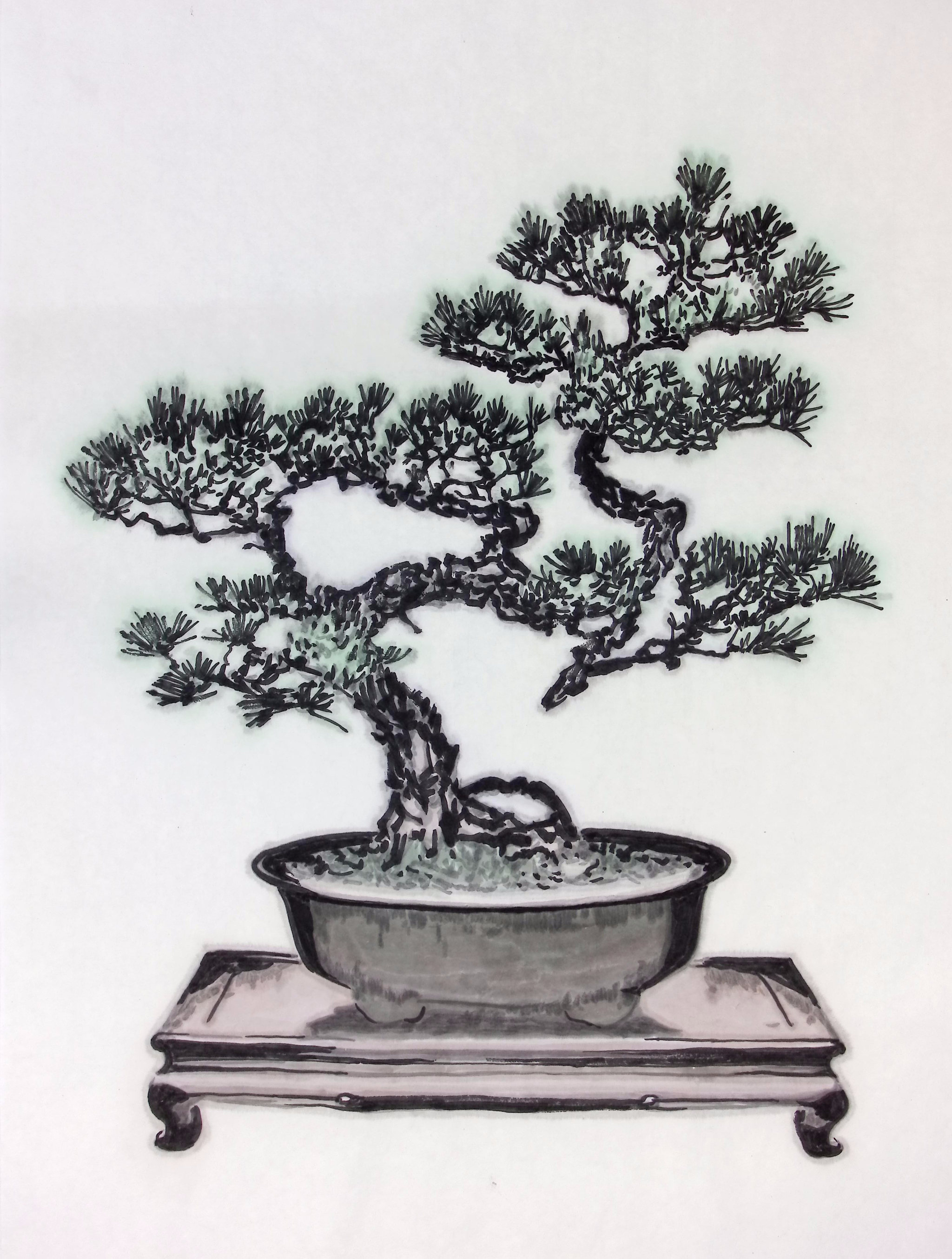 水墨盆景松树