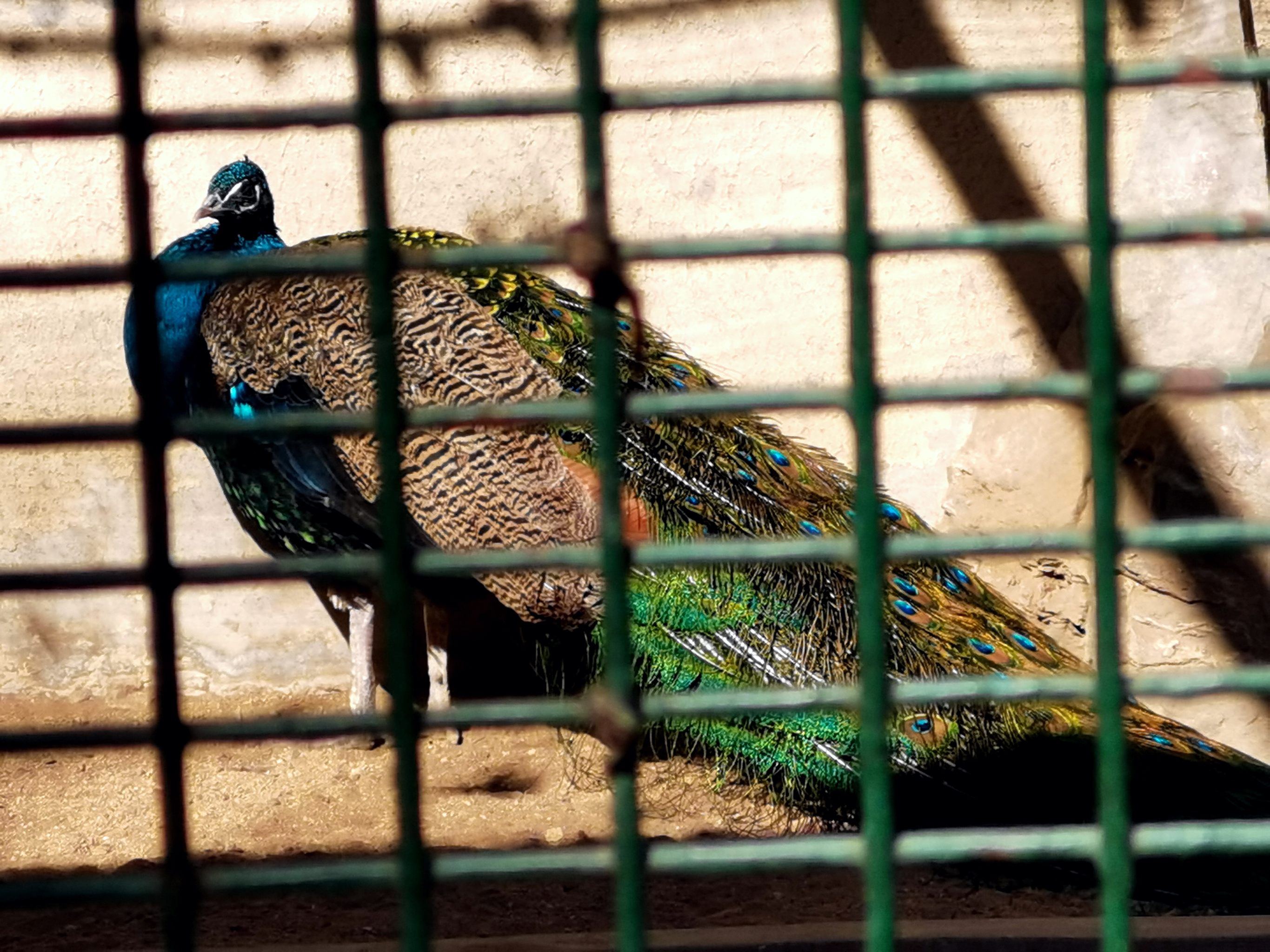 笼中孔雀 - 134****7815 - 原创作品 - 视觉中国(shijueme)