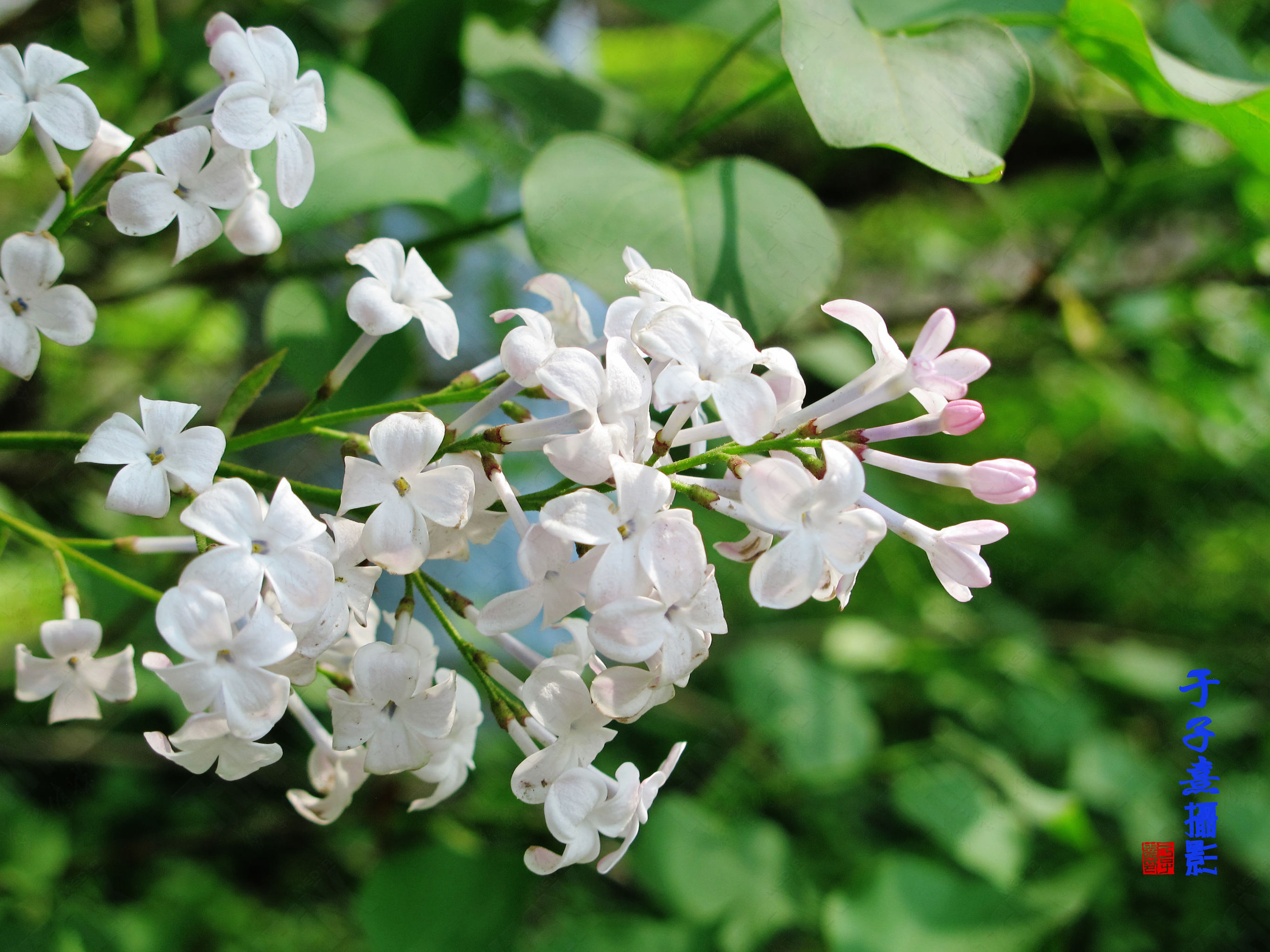 丁香花于子熹摄影