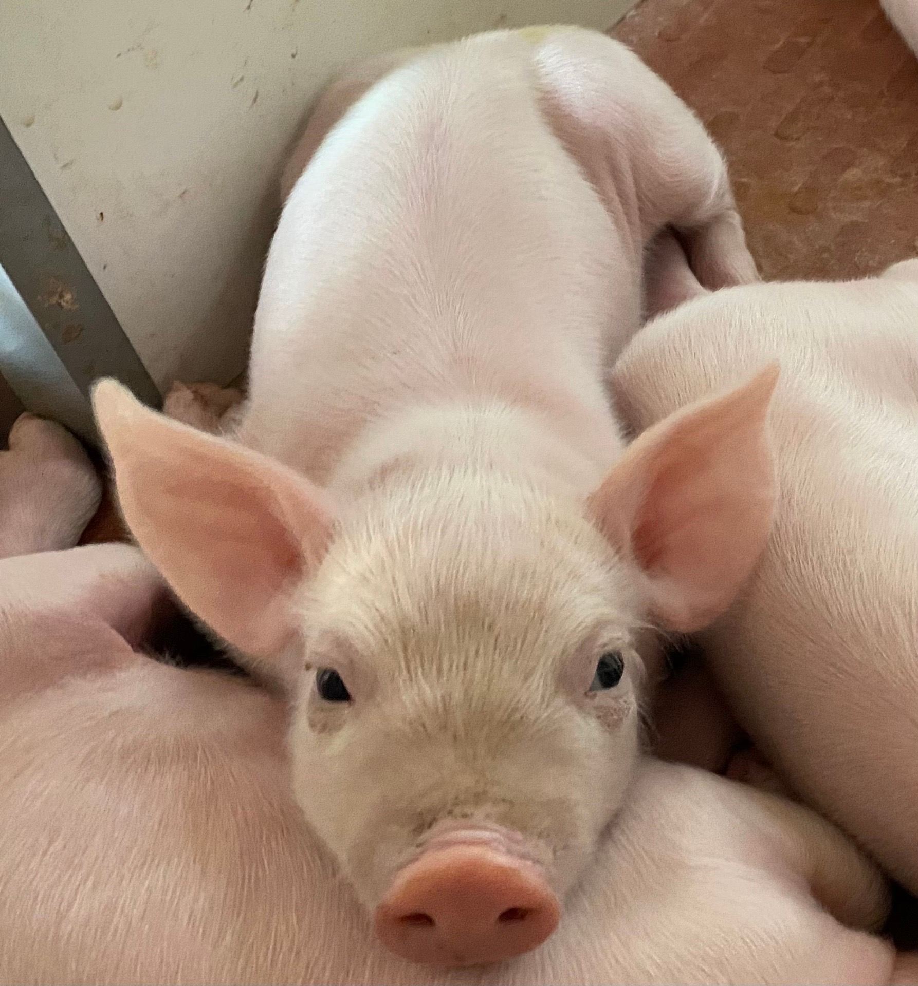 动物#小猪#可爱