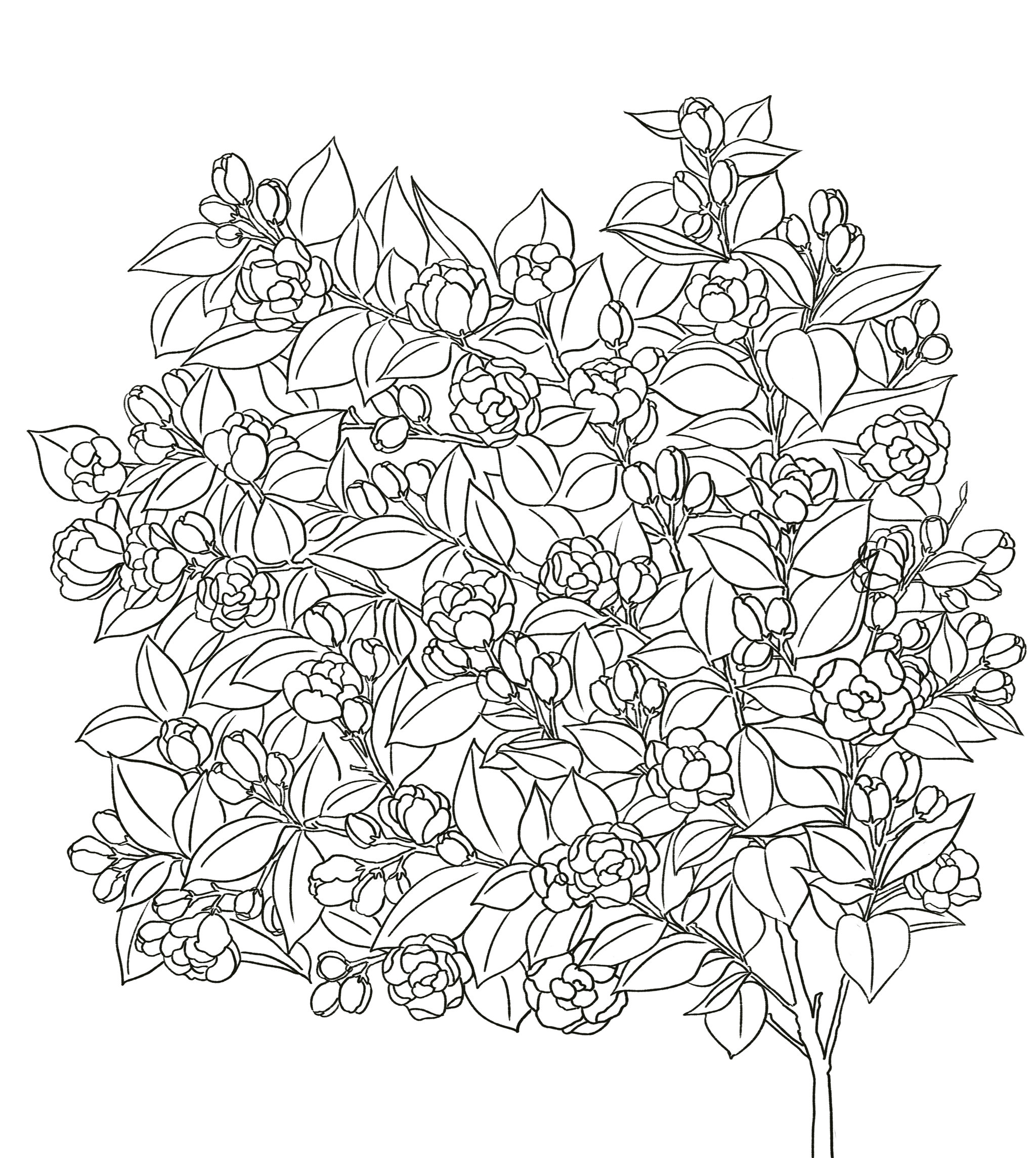 茉莉花 - 媚maymei - 原创作品 - 视觉中国(shijueme)