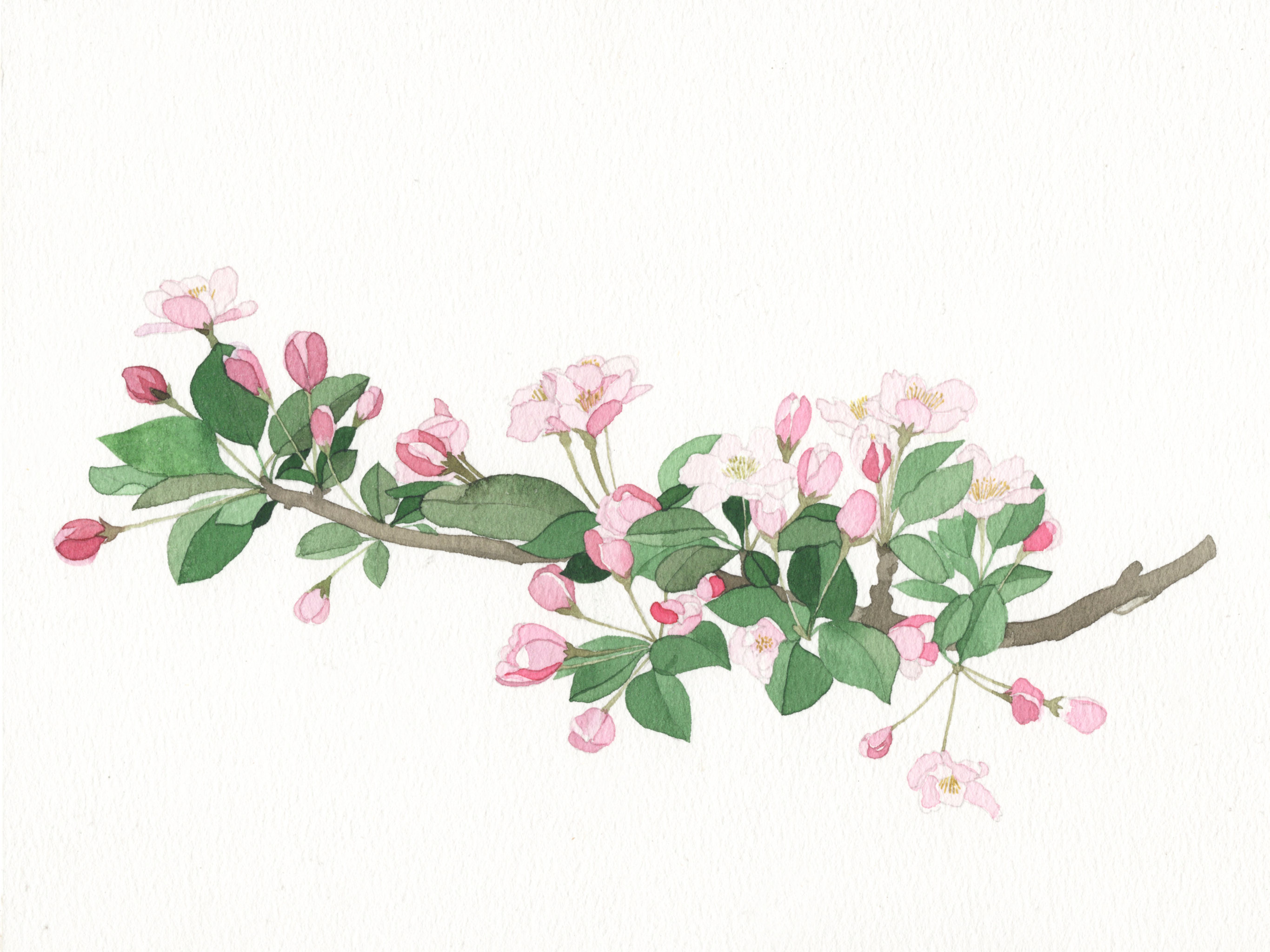 海棠花 - 小刺猬 - 原创作品 - 视觉中国(爱视觉)