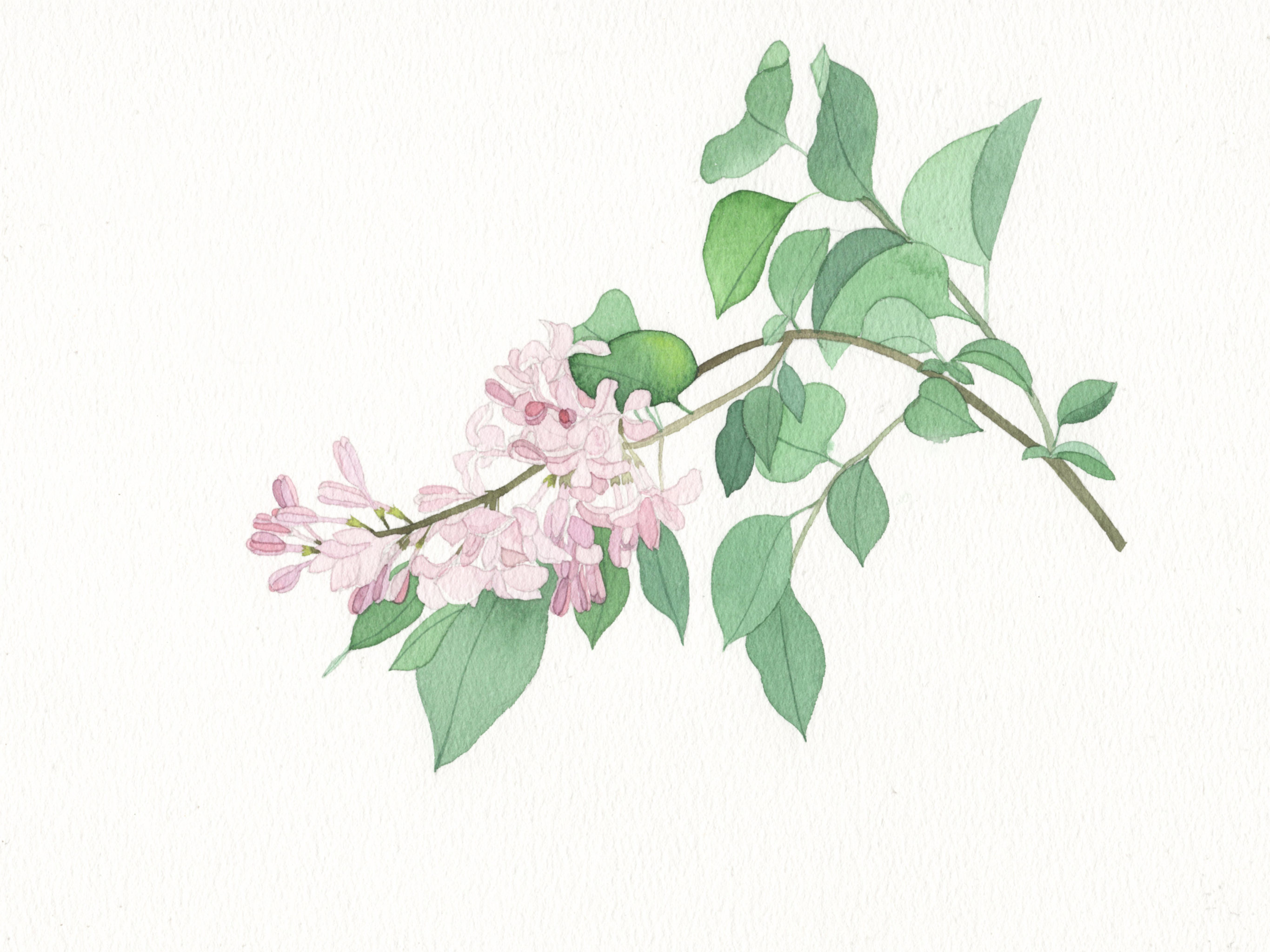 丁香花 - iliuweiwei - 原创作品 - 视觉中国(shijueme)