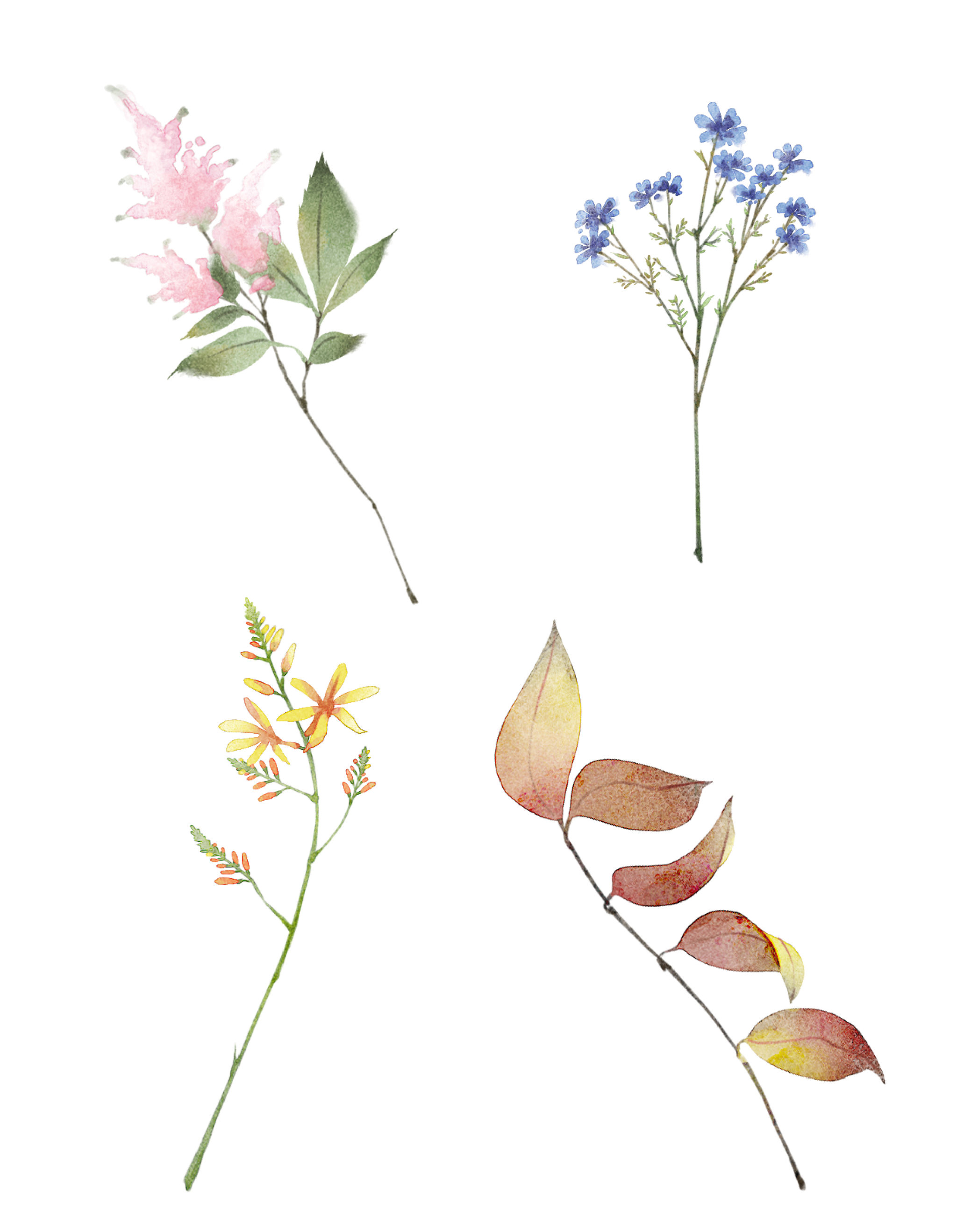 水彩风小清新叶片花朵野花素材