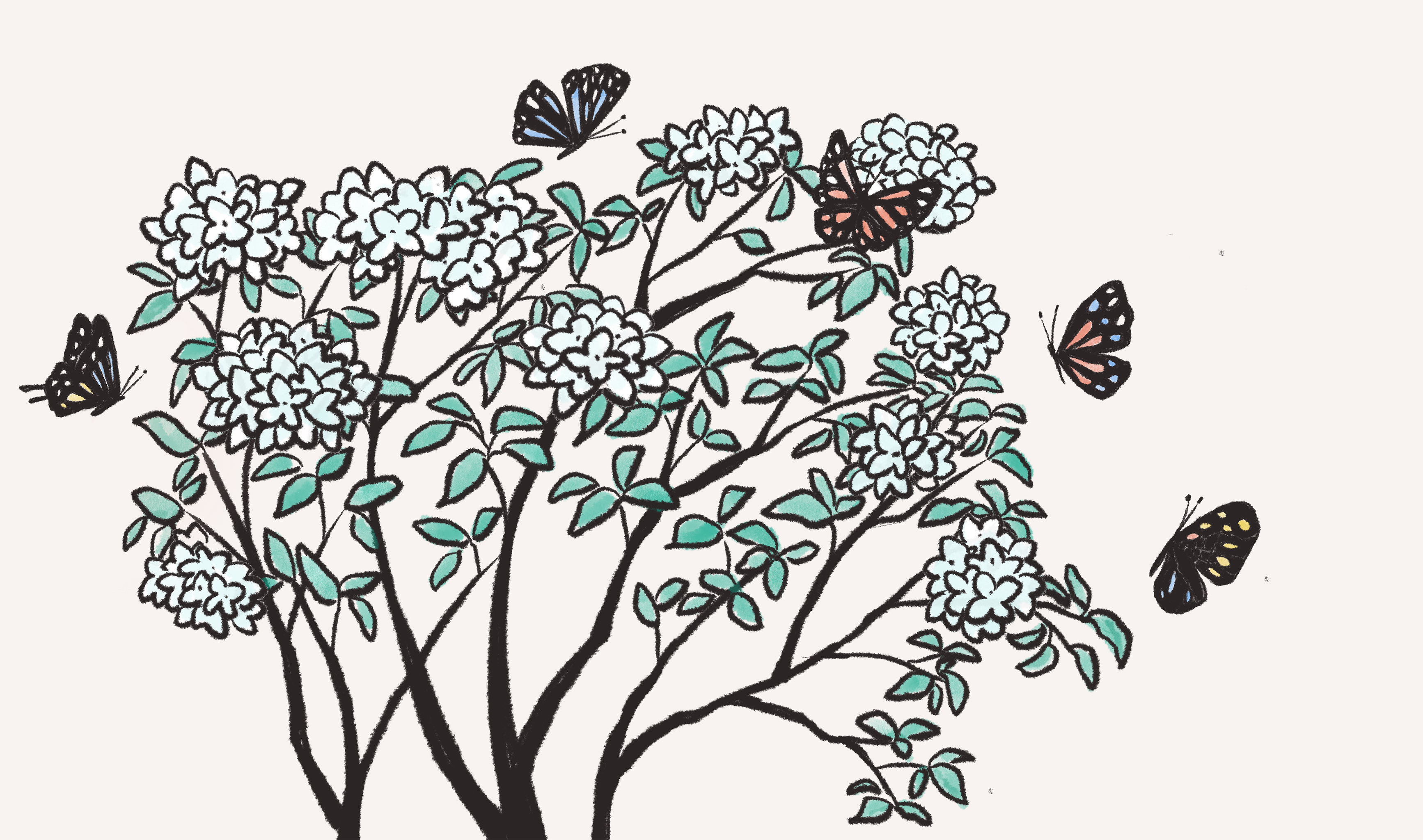 春天的琼花和蝴蝶