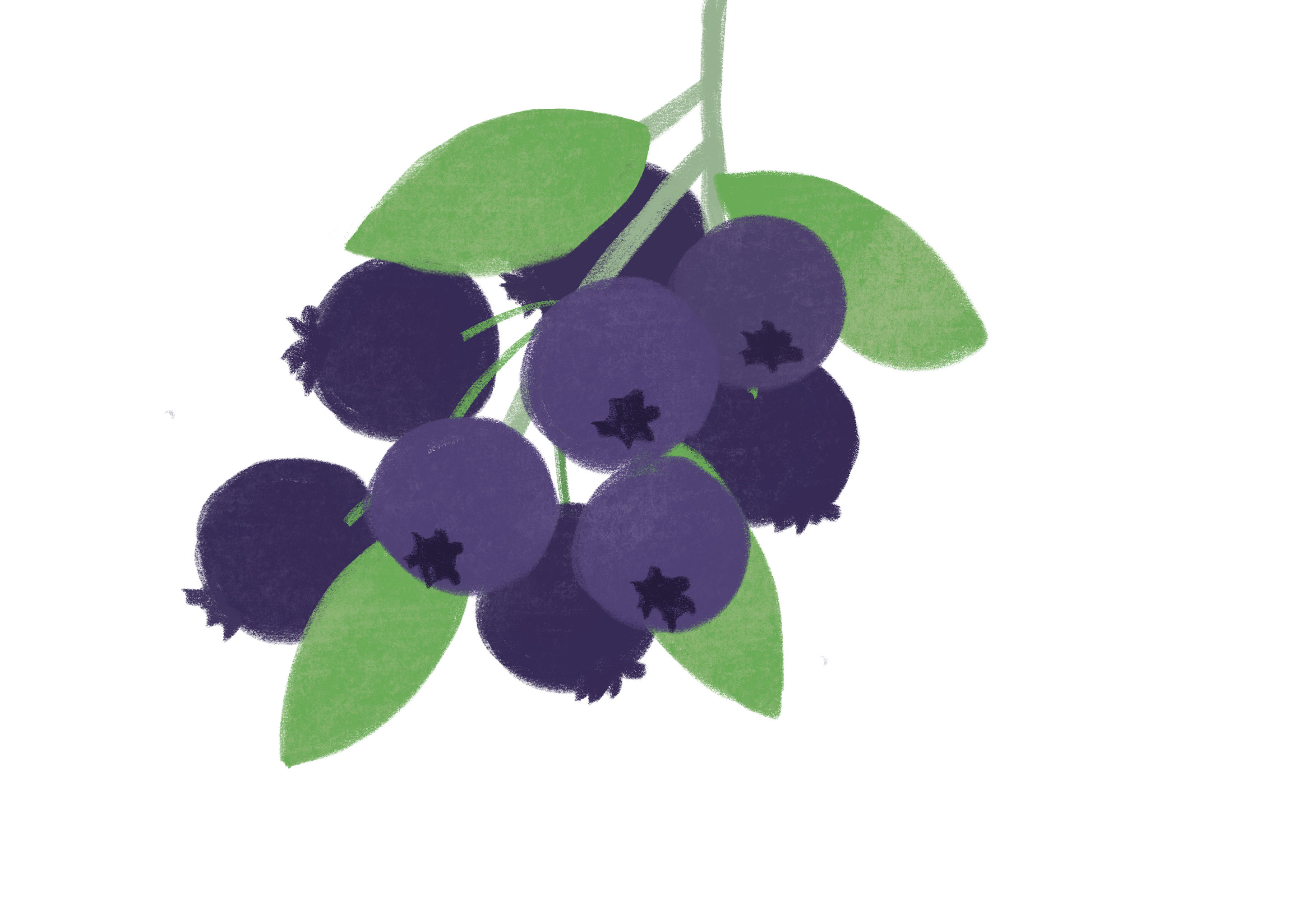 蓝莓的水果插画元素 - 猫柚子 - 原创作品 - 视觉中国(爱视觉)