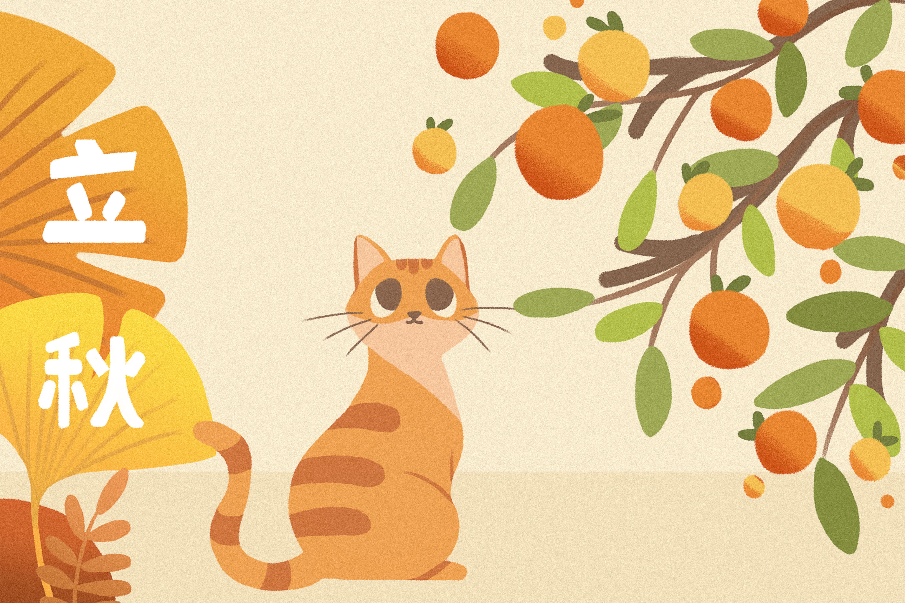 立秋橘子树下的橘猫