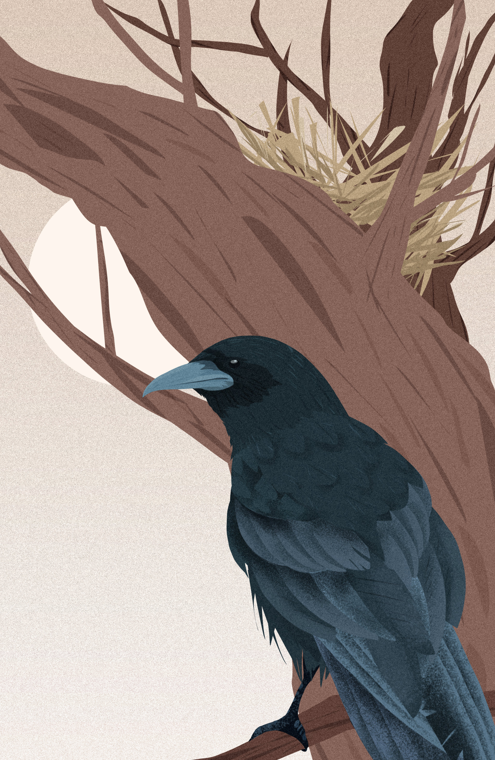 旷野枯树站在巢穴旁的大乌鸦