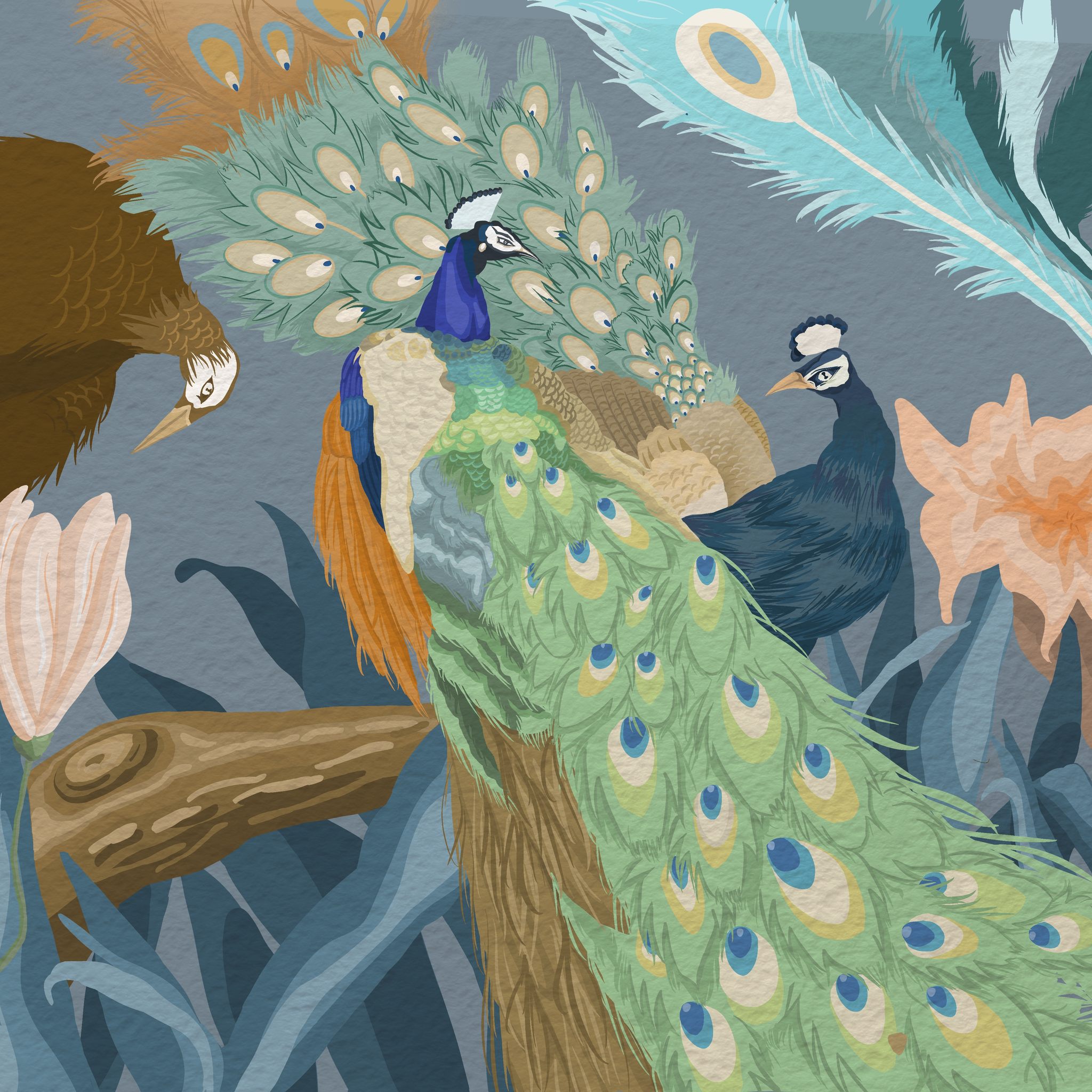 创意插图孔雀系列