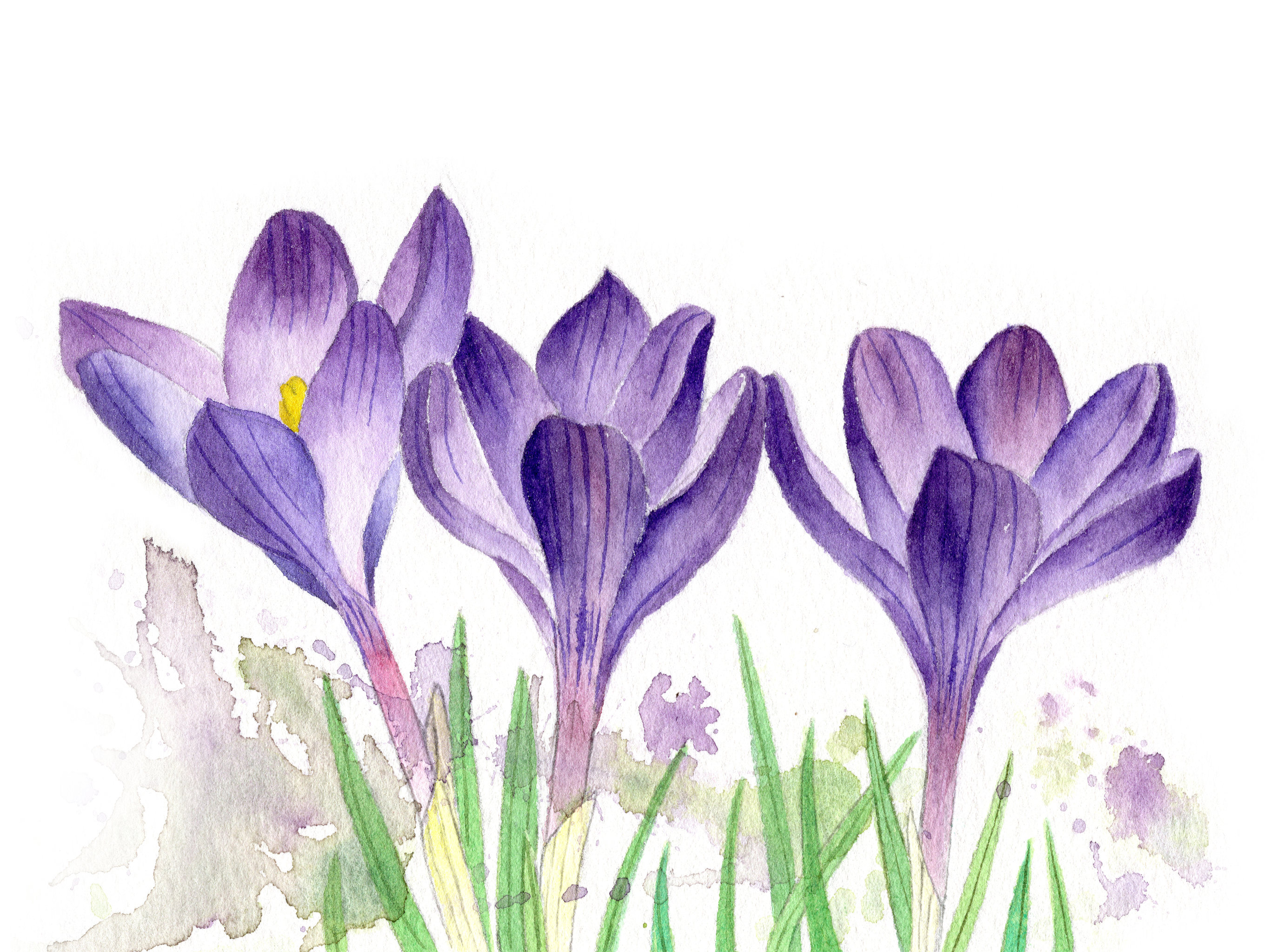 手绘水彩植物花卉番红花藏红花素材插画