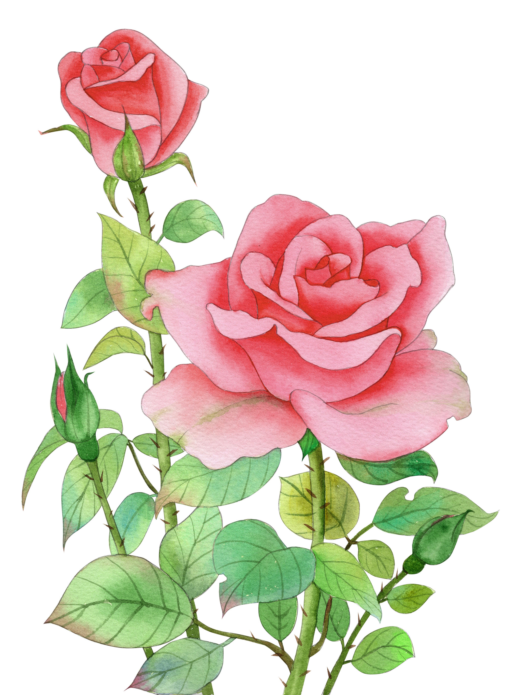 玫瑰花手绘素材简单图片