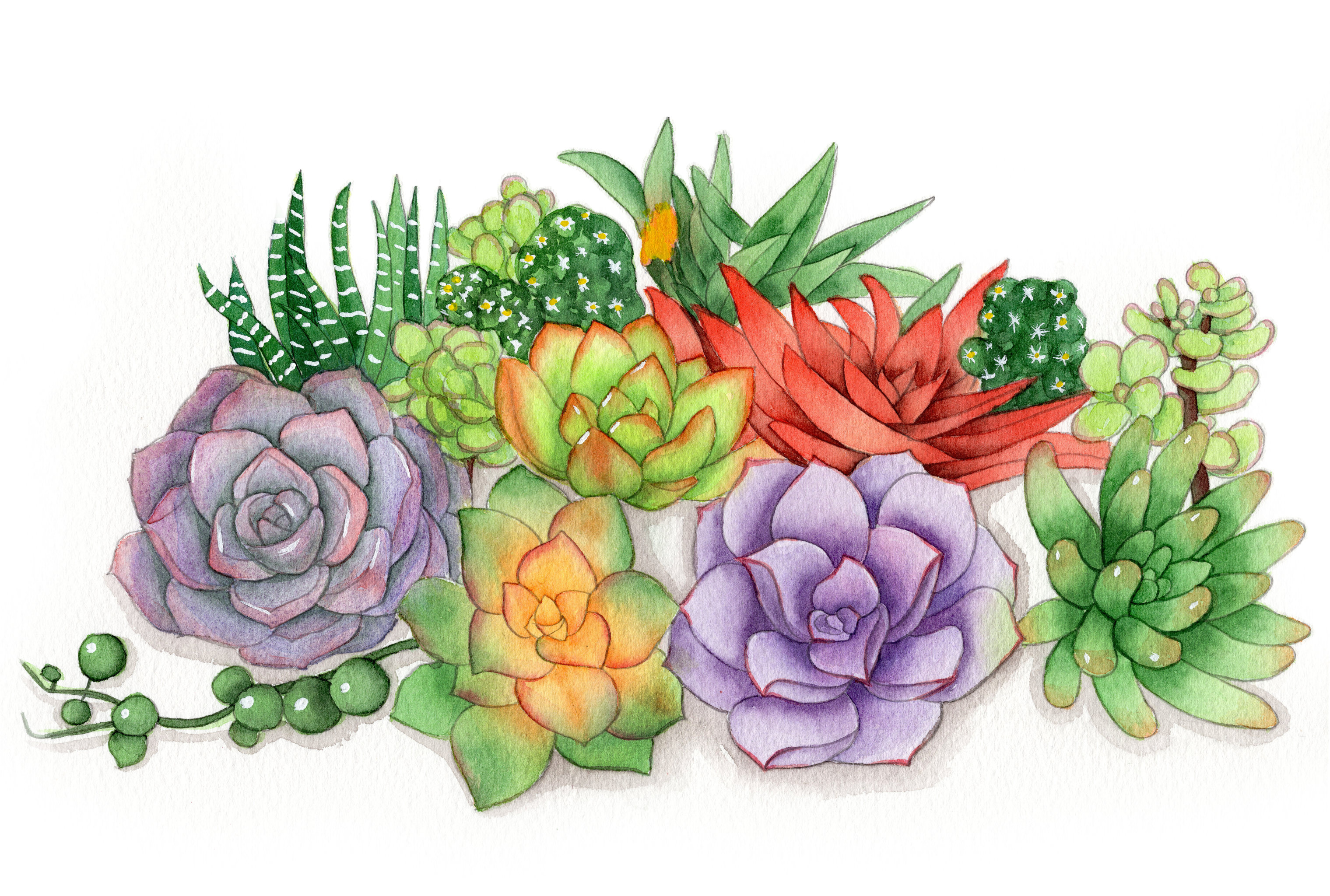 水彩简单小插画植物图片