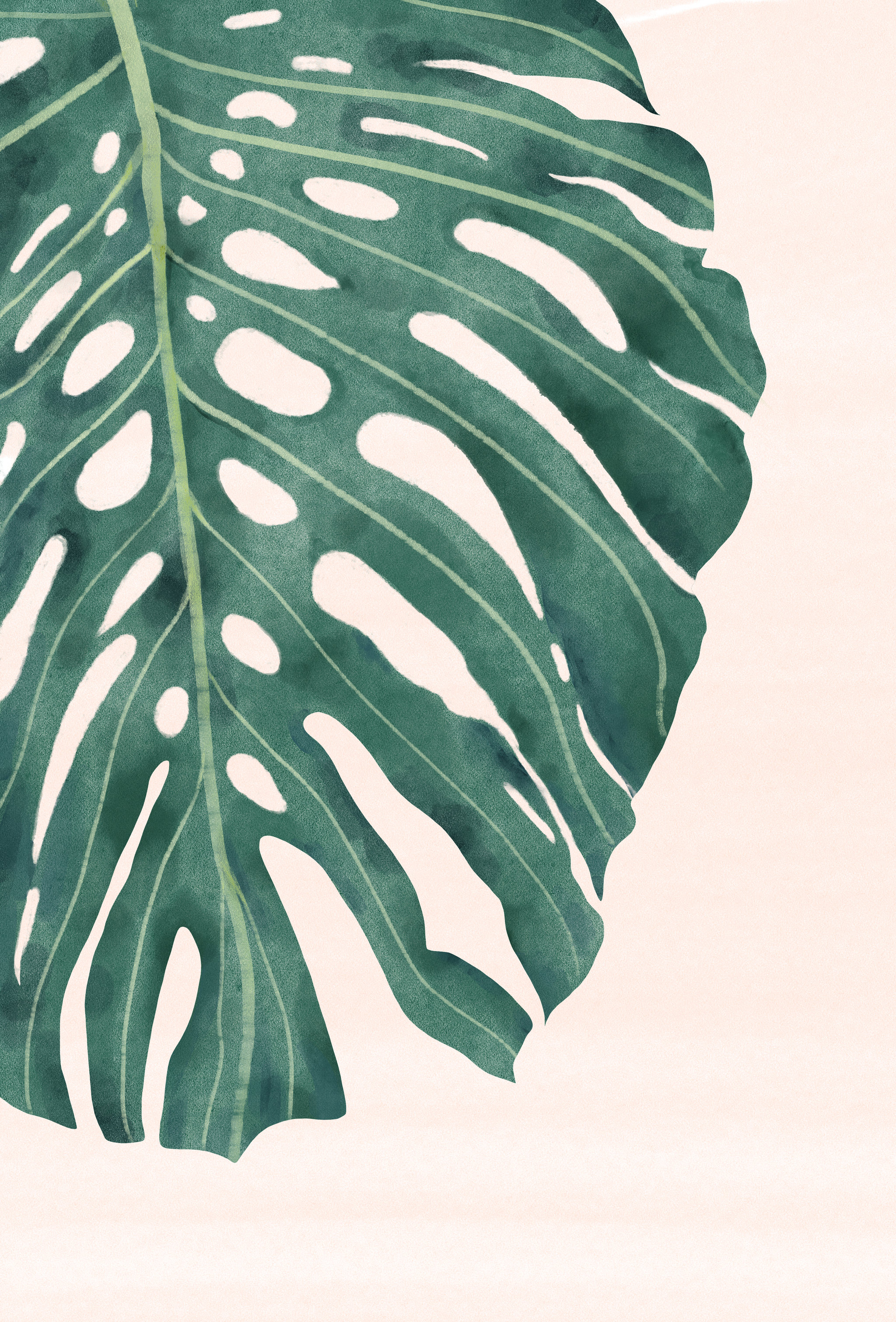 手绘板绘水彩质感植物绿叶龟背叶插画