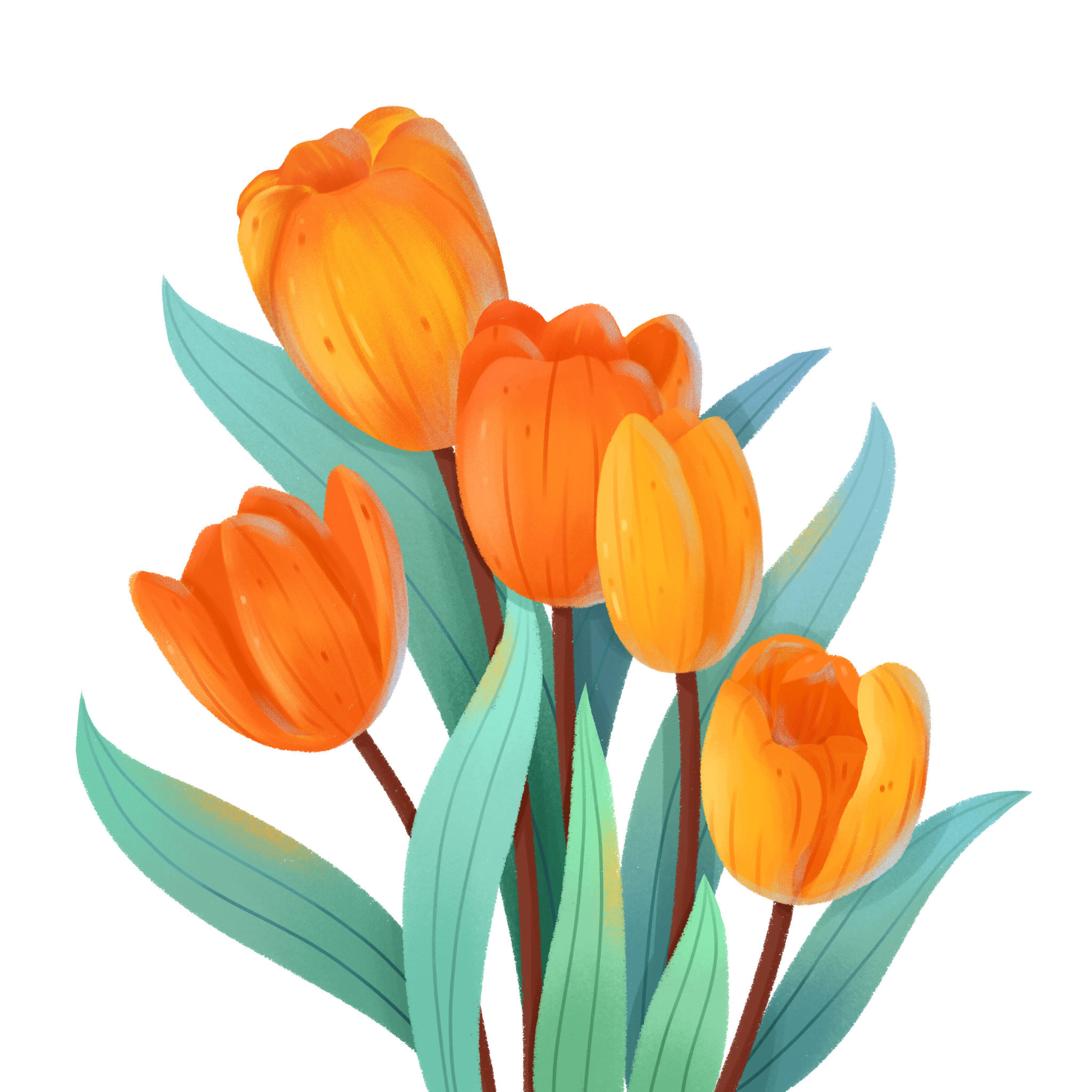 板绘植物花卉郁金香素材元素插画