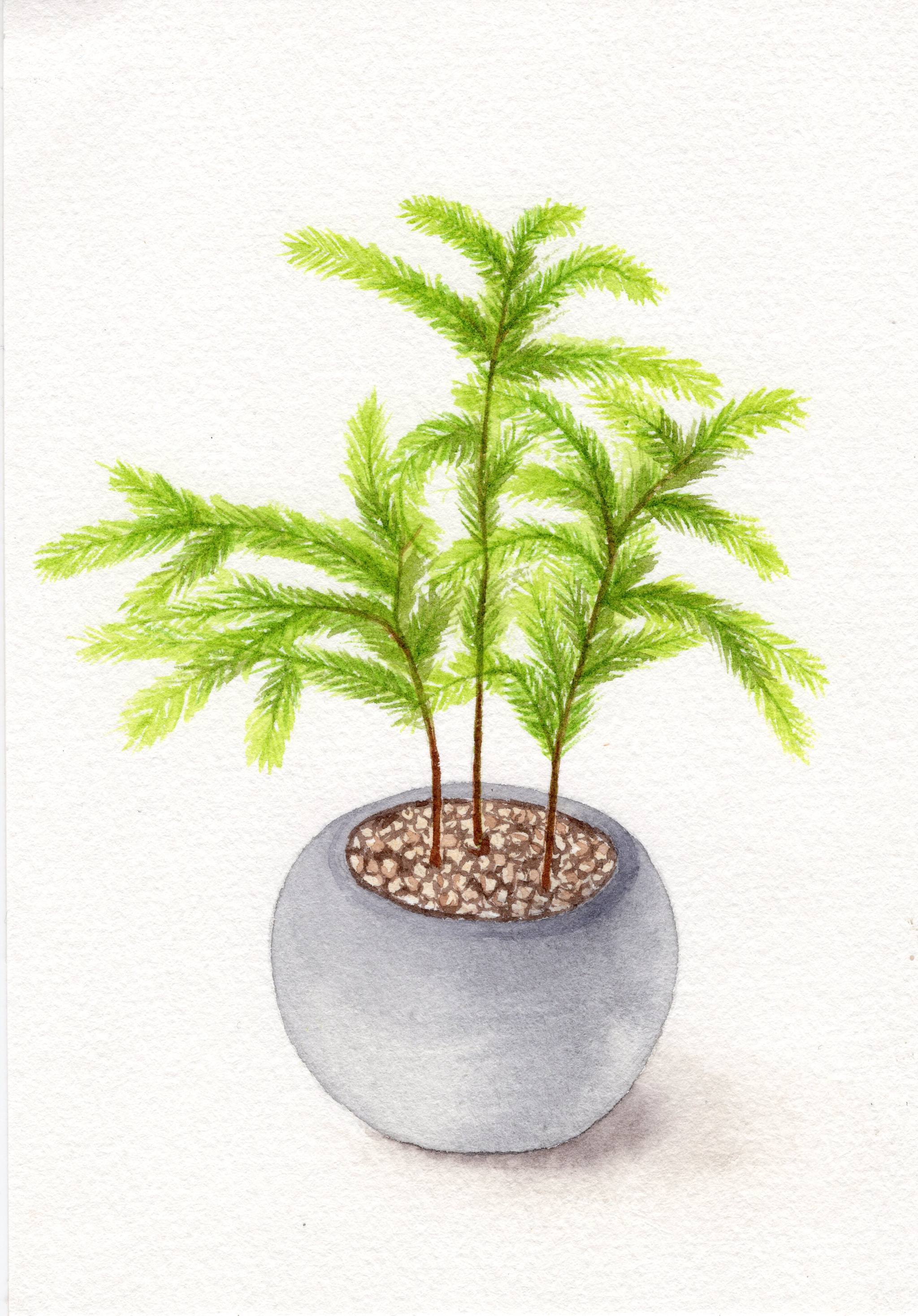 手绘水彩盆栽可爱绿植元素插画素材
