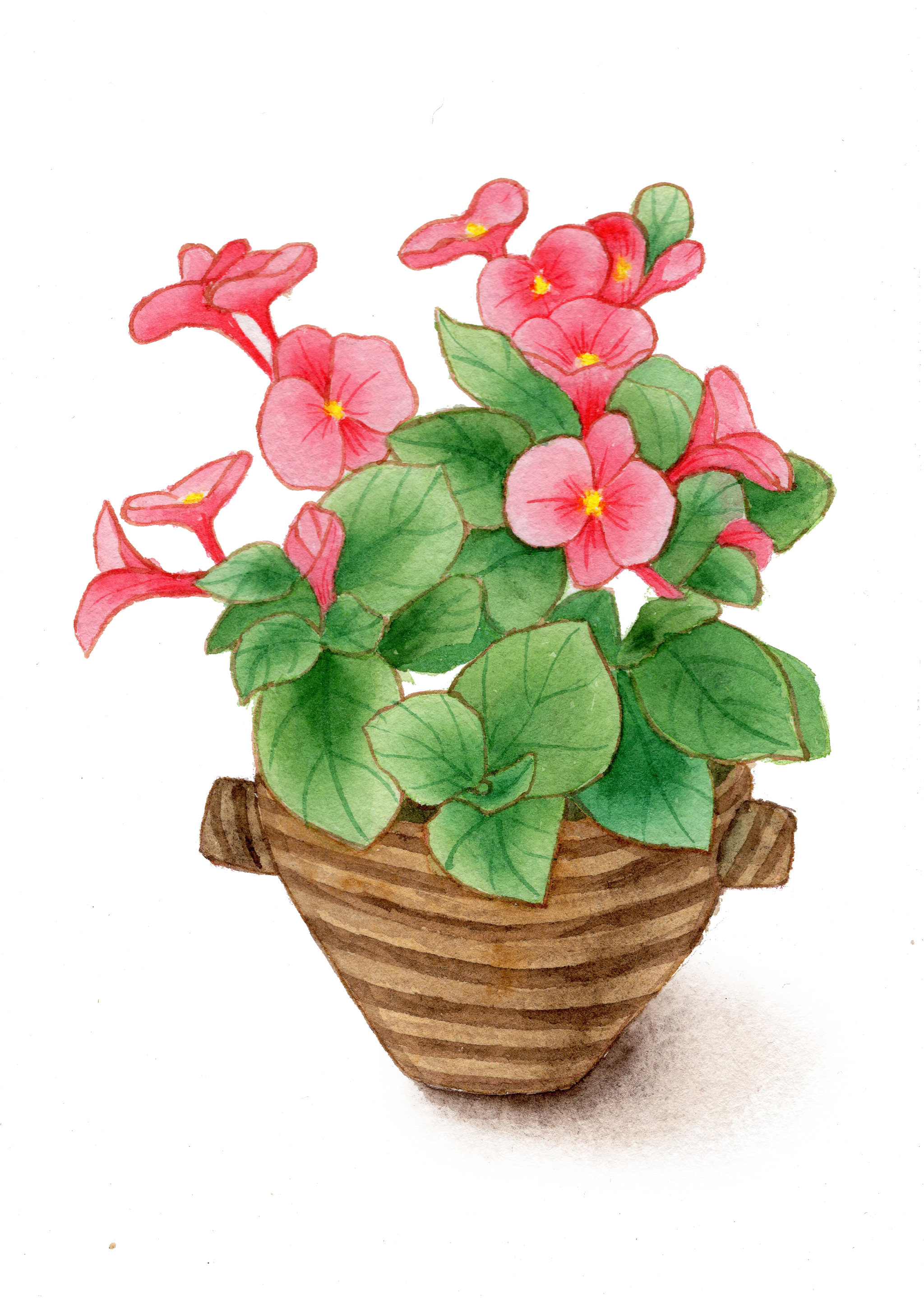 手绘水彩小红花植物花卉插画