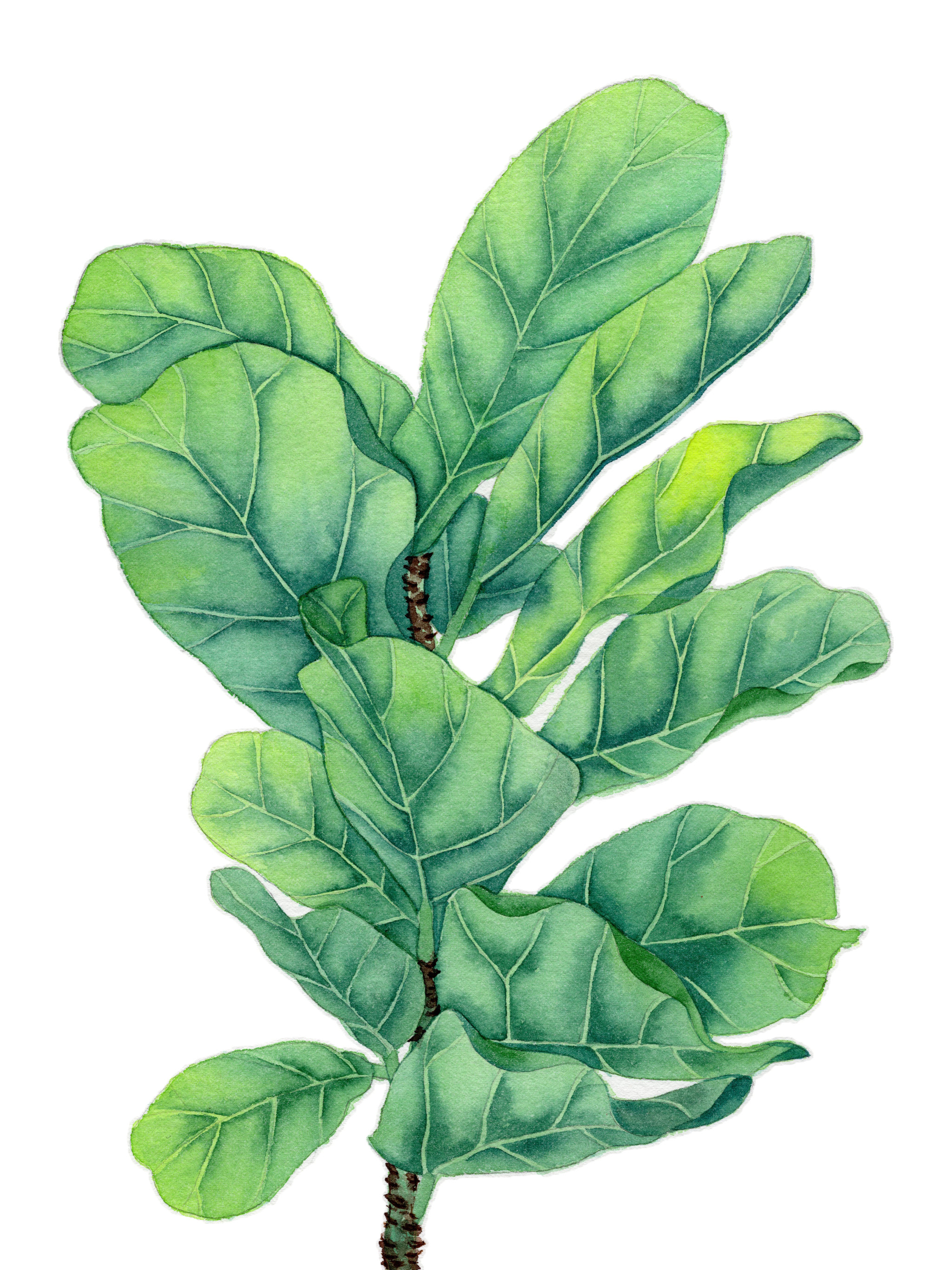 手绘水彩植物绿植琴叶榕元素素材插画
