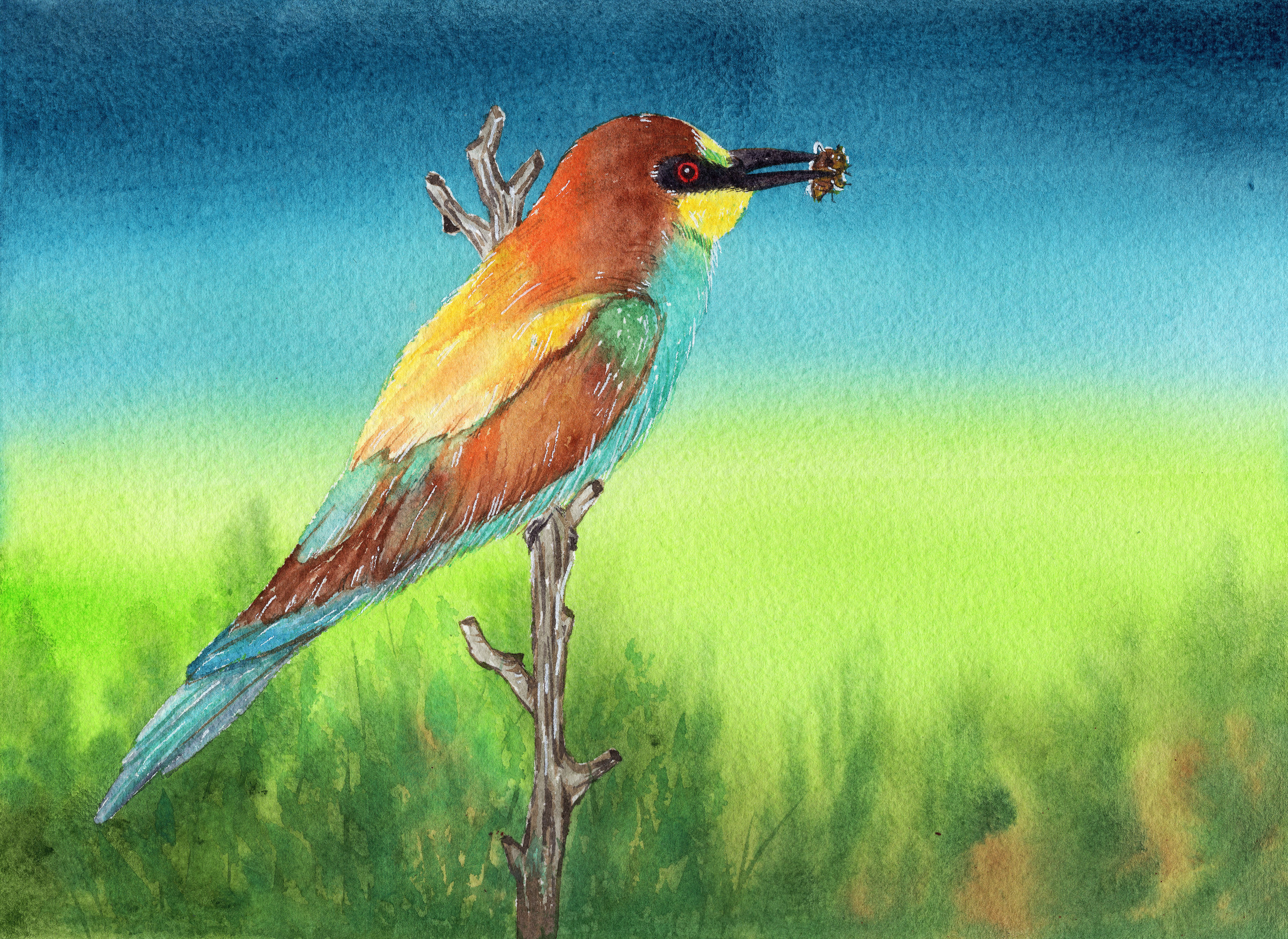 手绘谁动物鸟类食蜂鸟素材元素插画