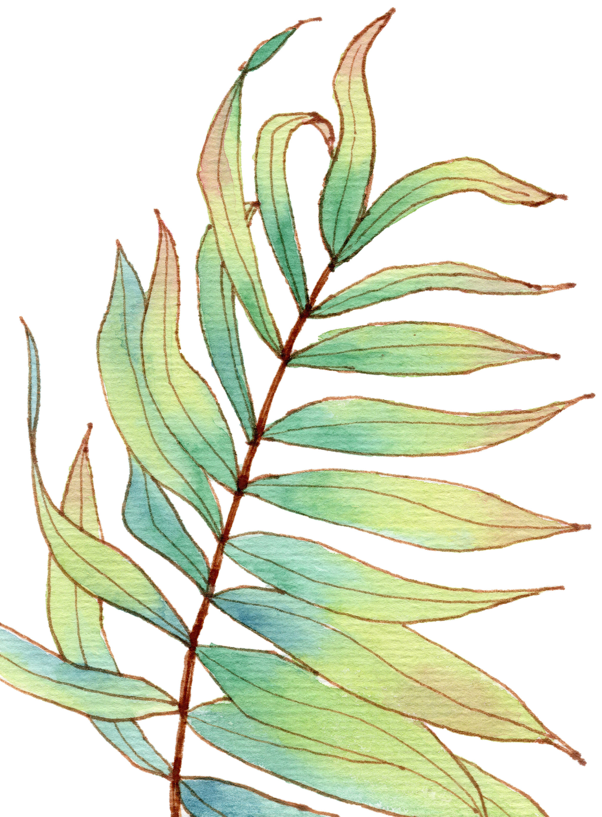 手绘水彩钢笔淡彩植物叶子素材元素插画