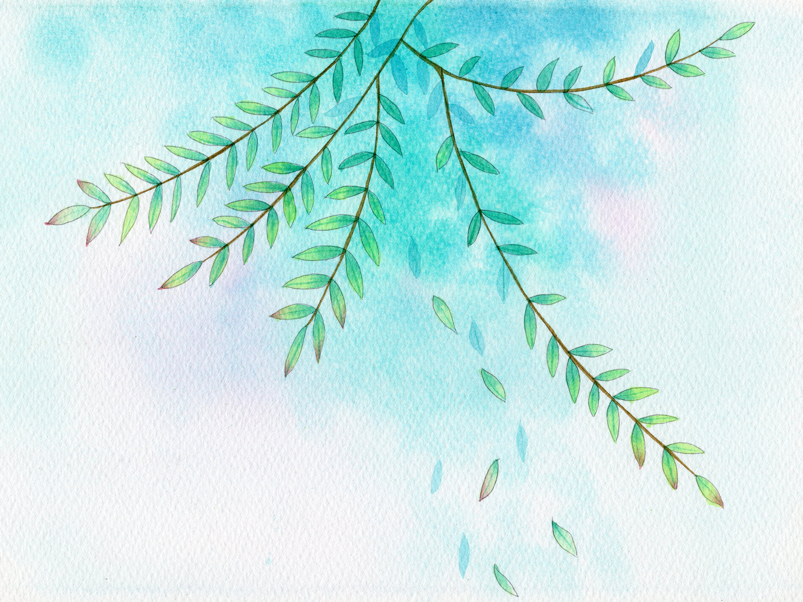 手绘水彩春季柳叶明信片素材元素插画