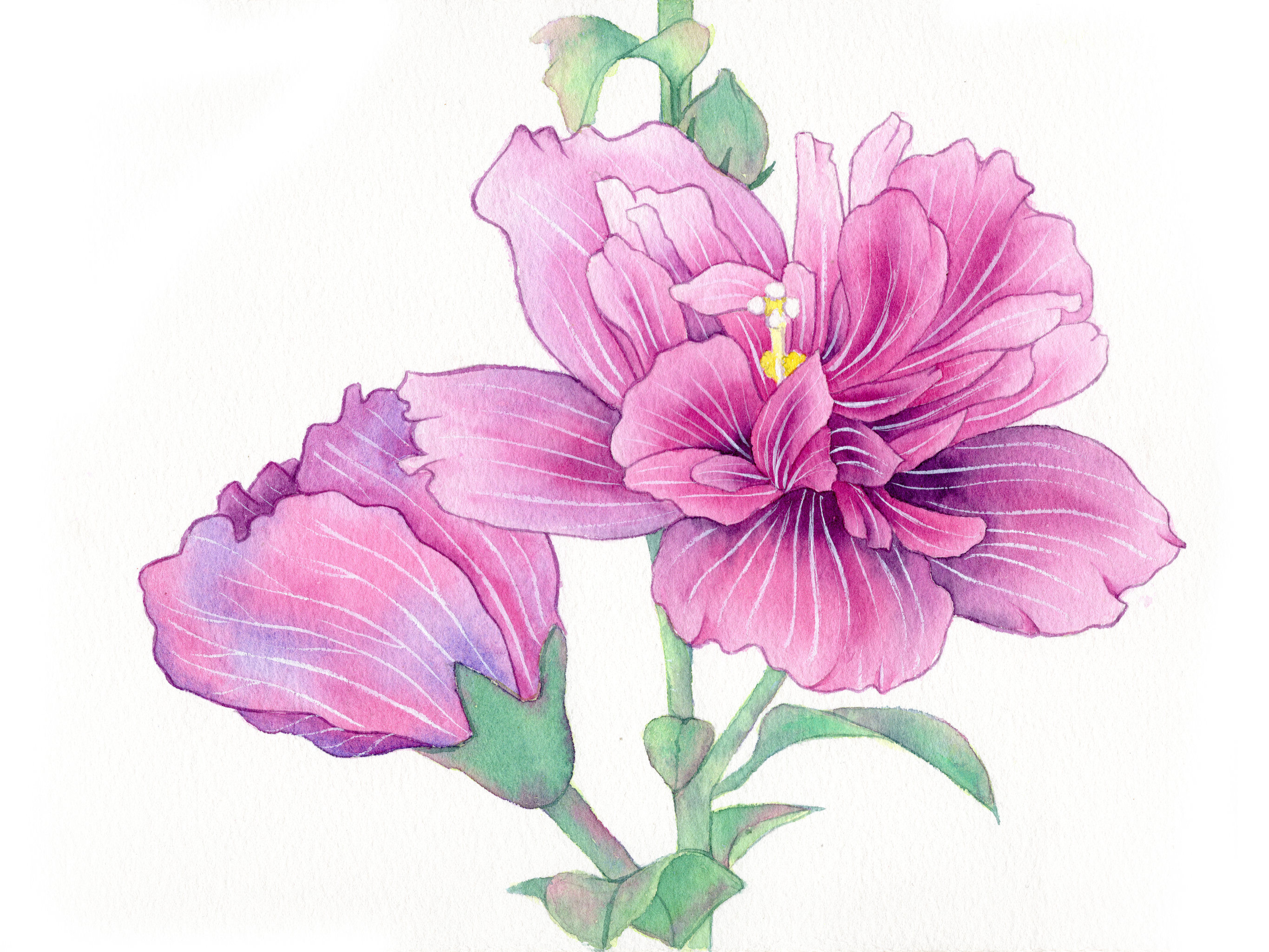 手绘水彩植物花卉木槿花素材插画