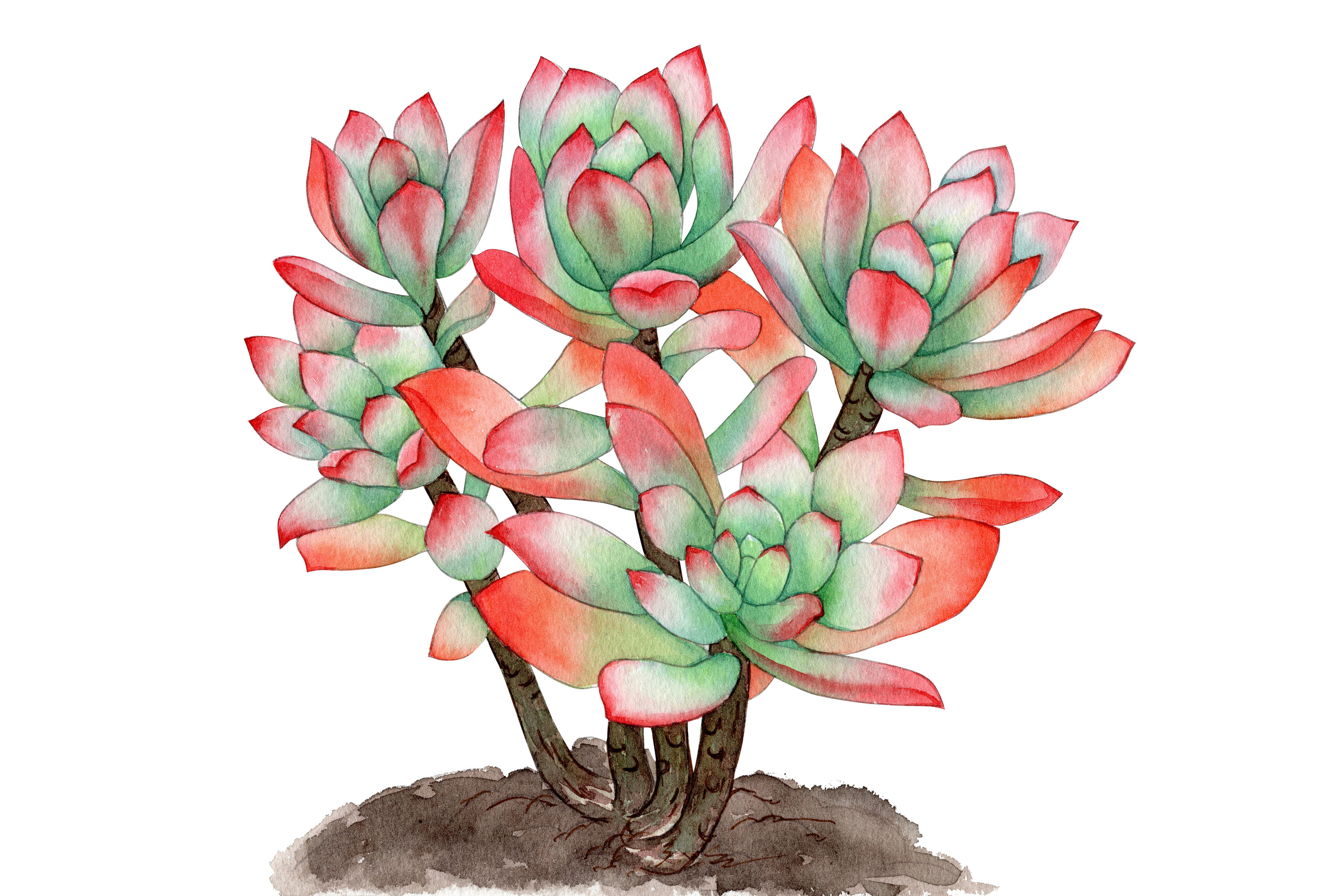 手绘水彩多肉群生老桩植物插画