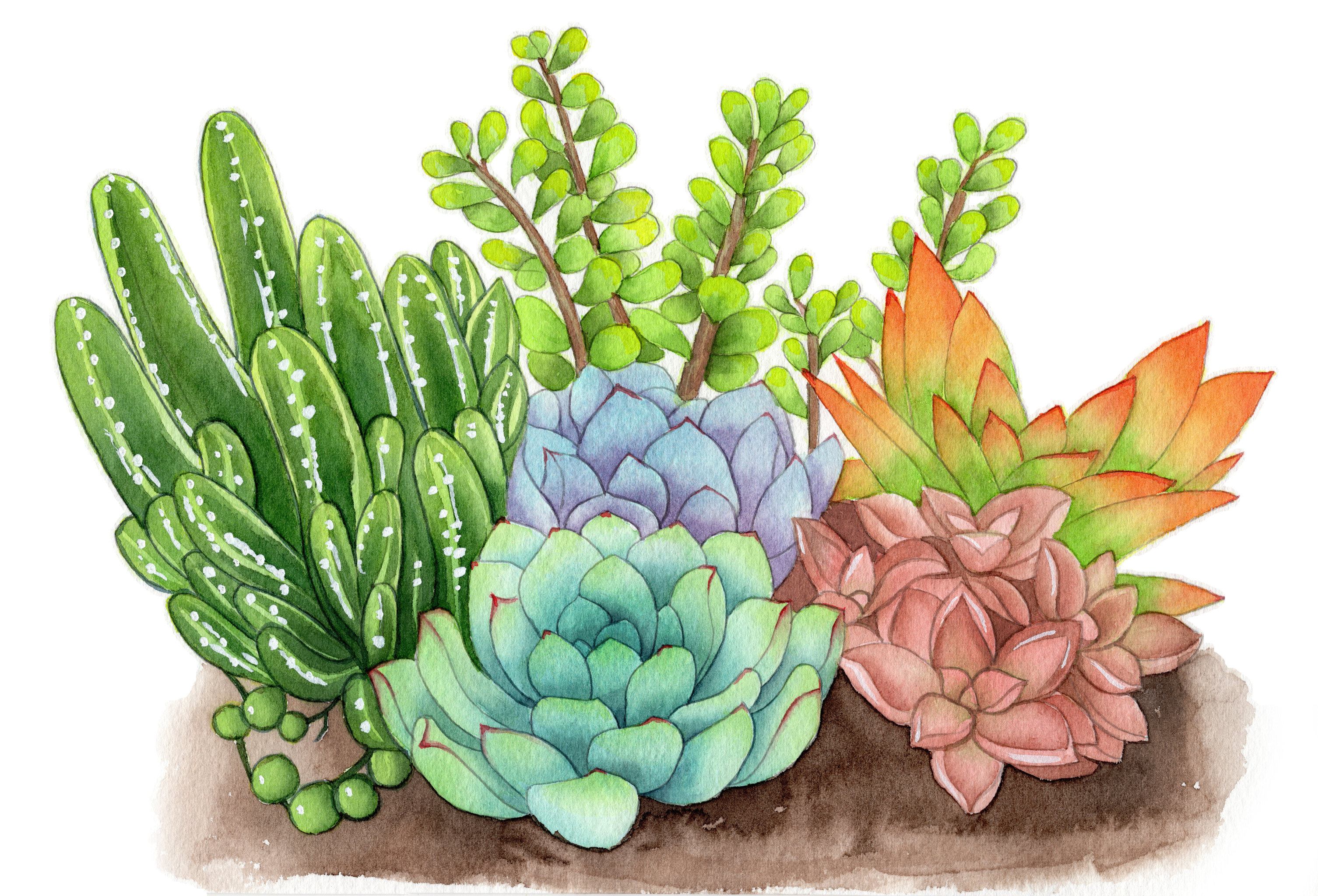 水彩简单小插画植物图片