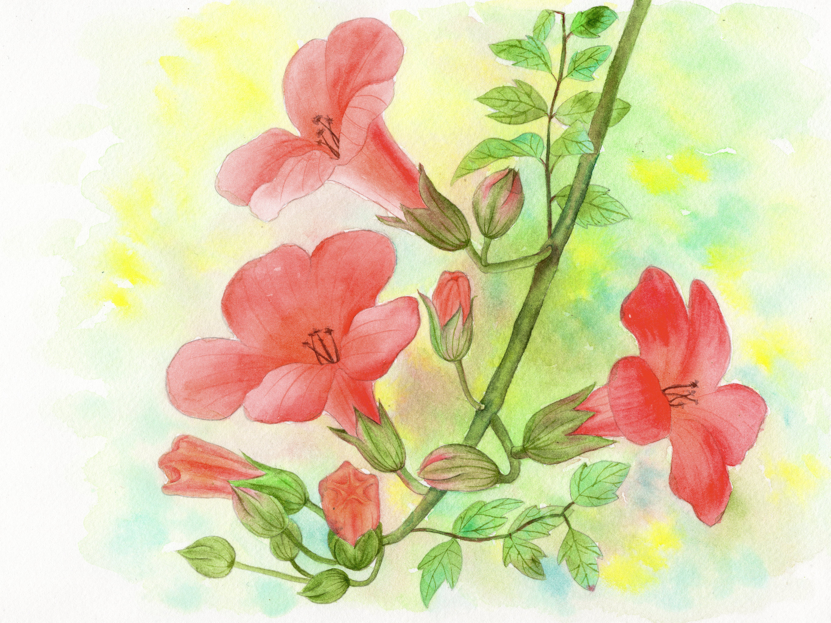 手绘水彩植物花卉凌霄花素材插画