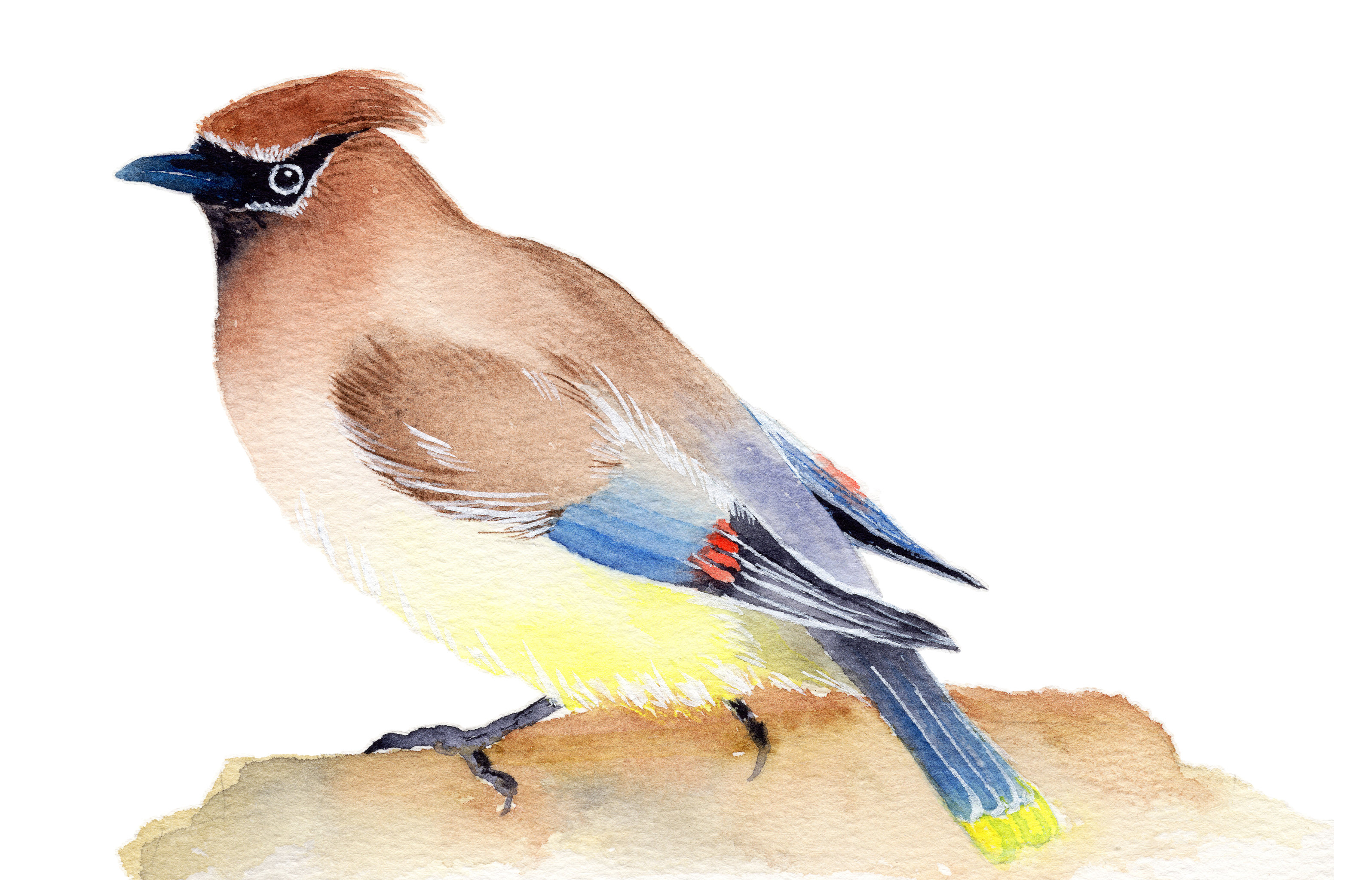 手绘水彩动物小鸟太平鸟素材元素插画