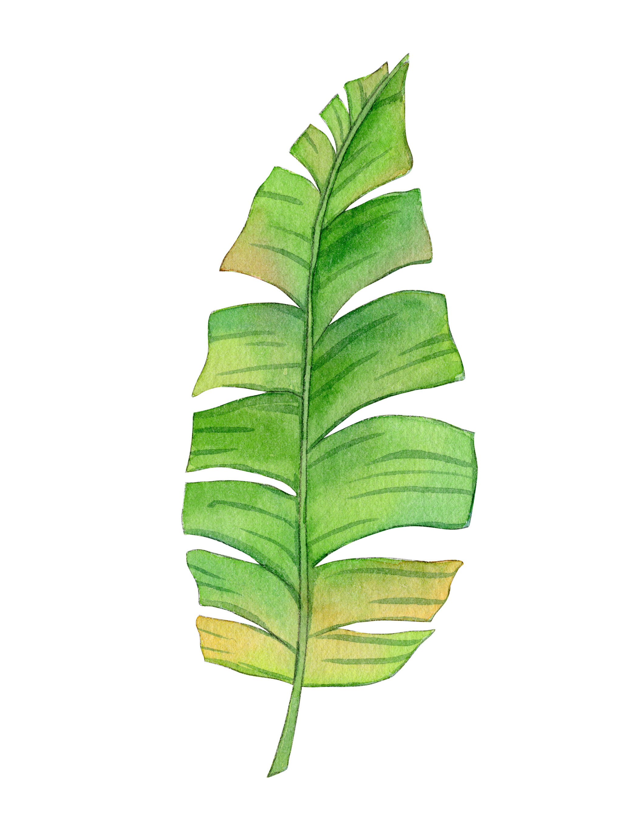 手绘水彩植物芭蕉绿叶元素素材插画