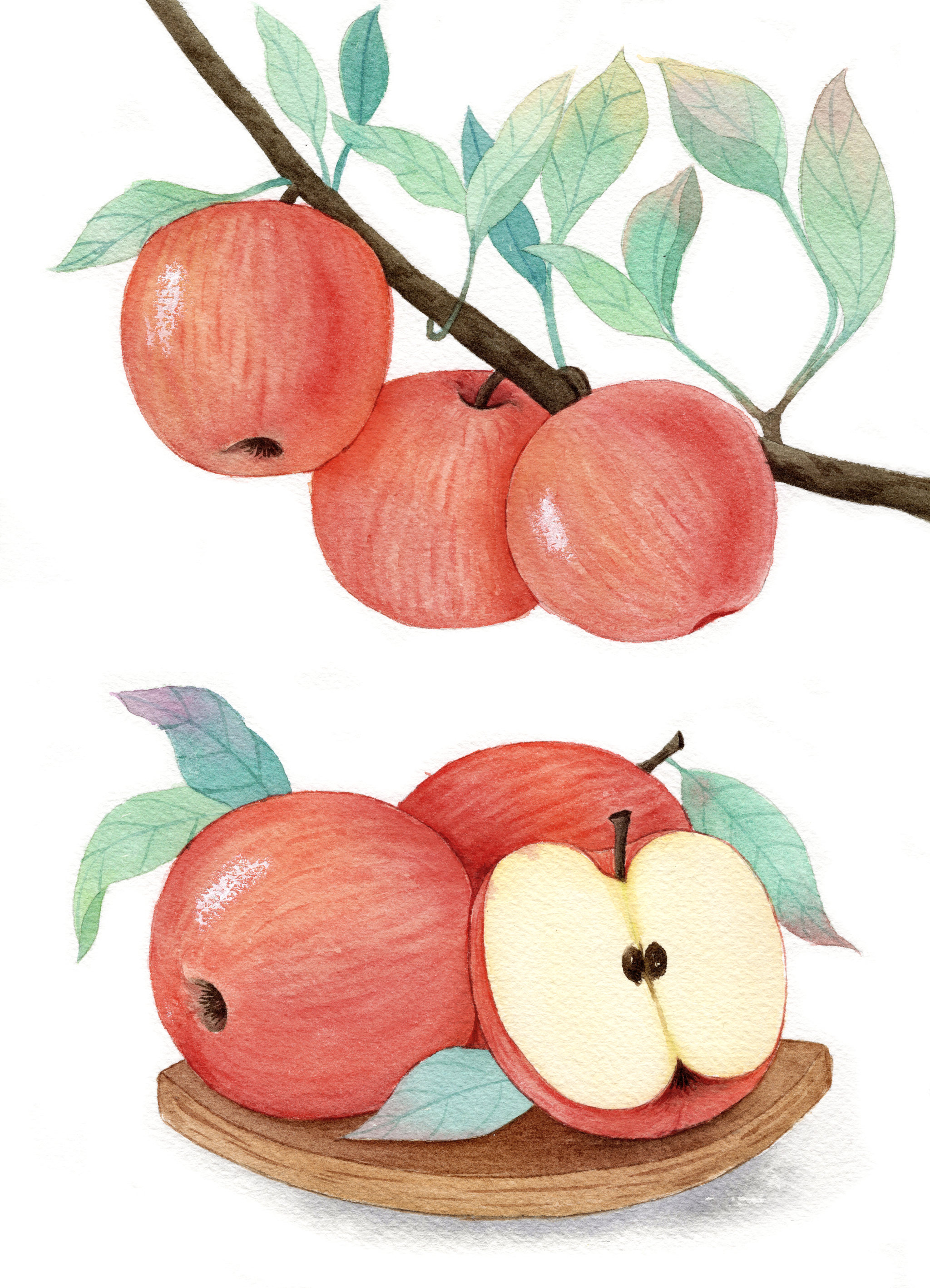 水彩苹果 学生作品图片