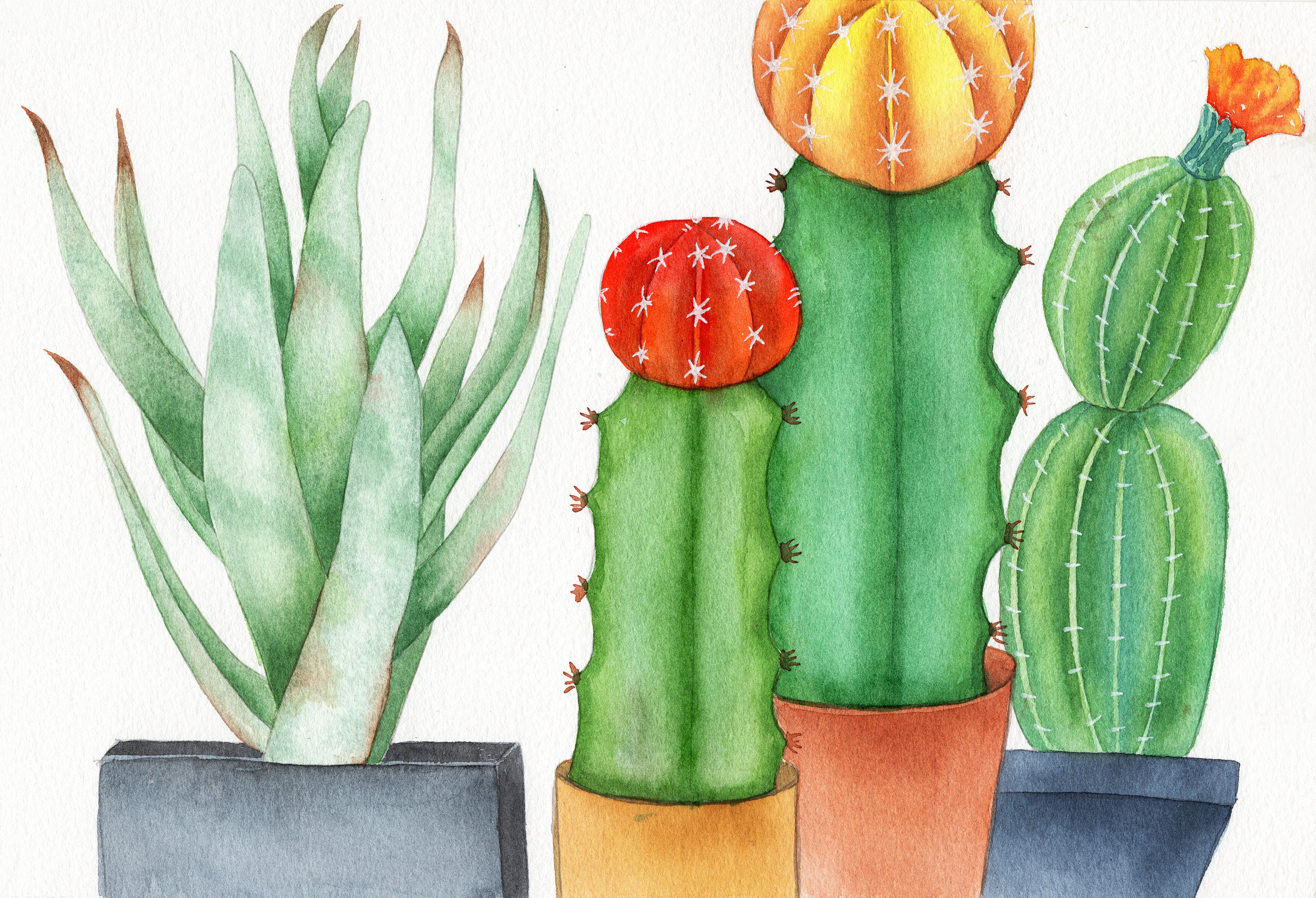 手绘水彩仙人掌元素素材绘画插画