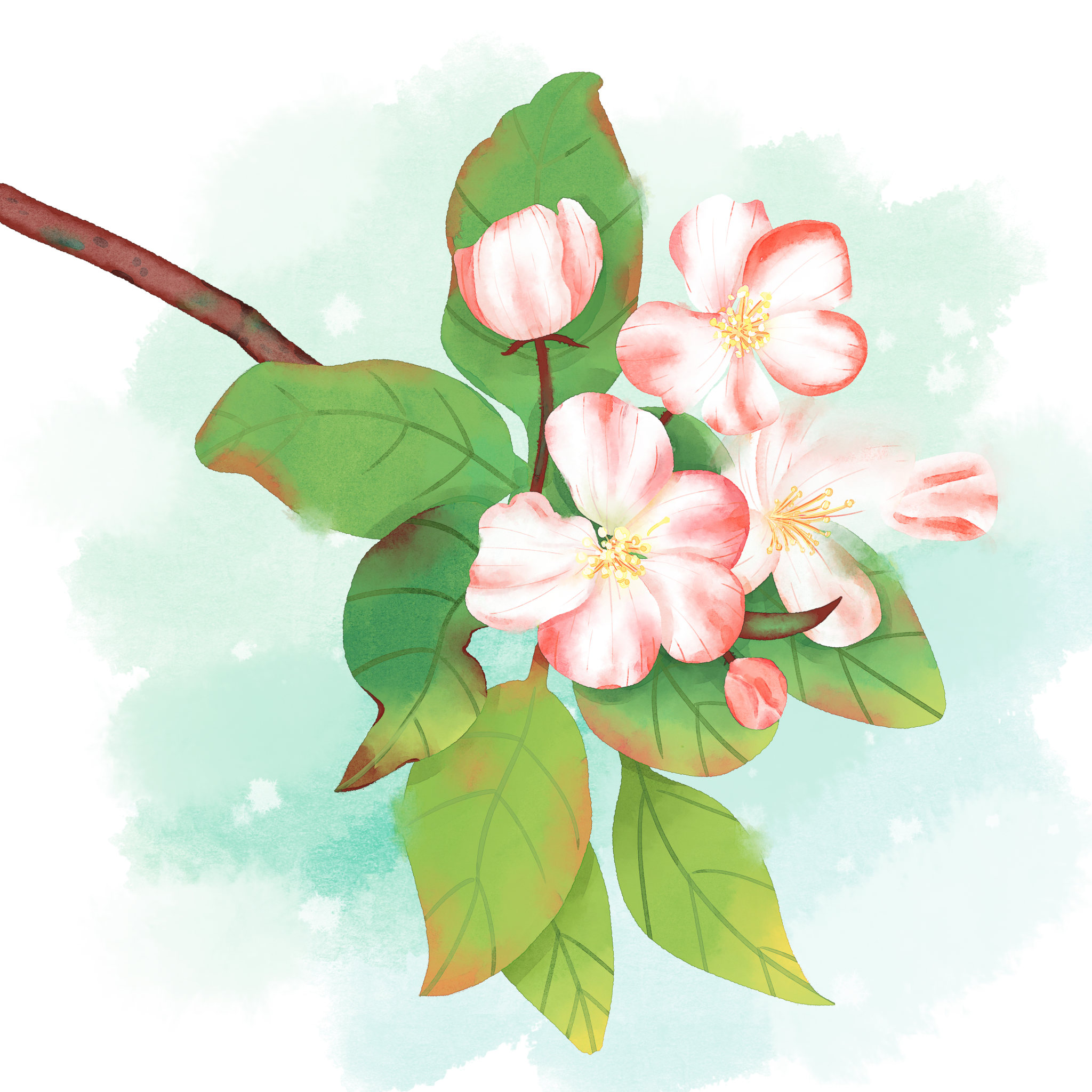 垂丝海棠水彩图片