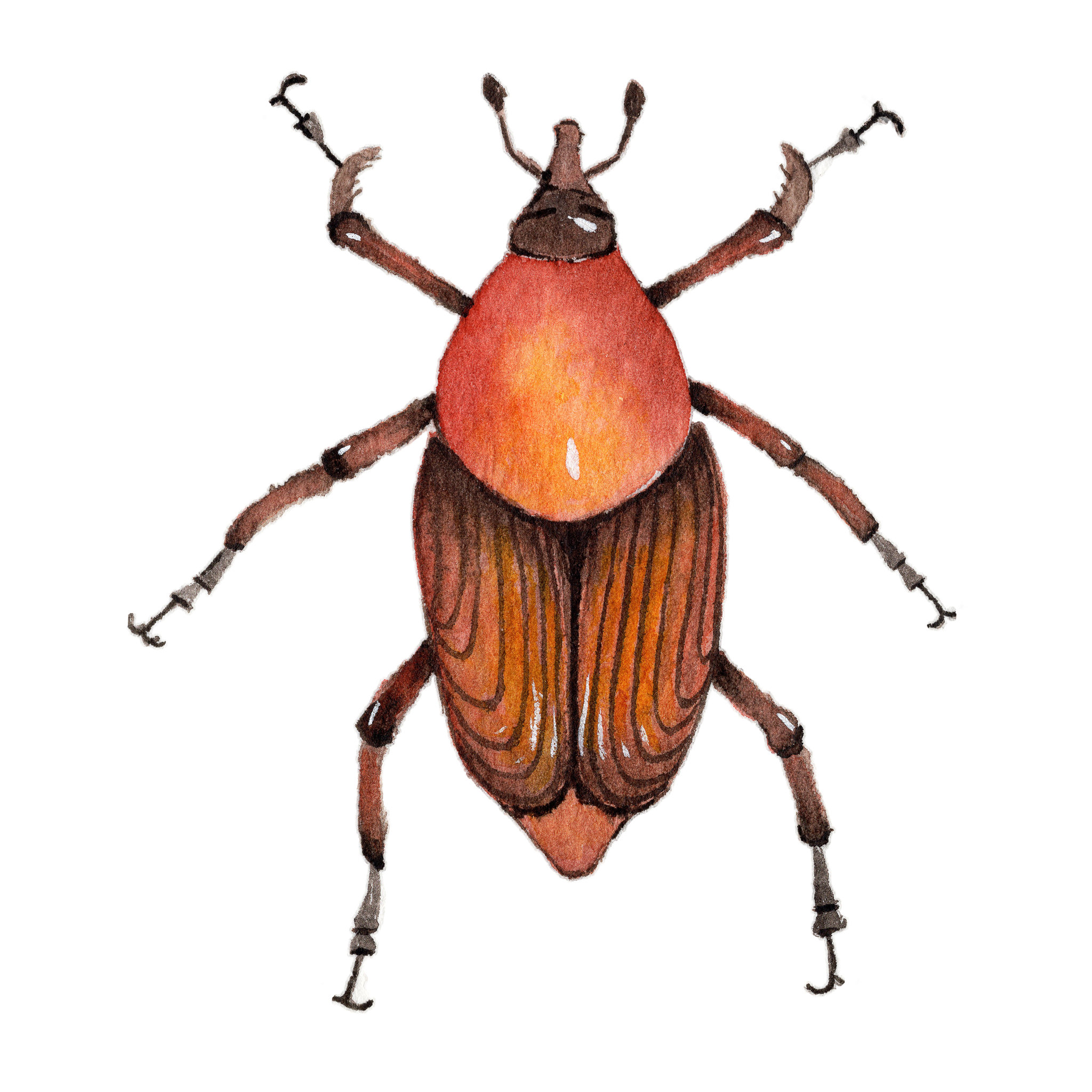 手绘水彩甲壳虫昆虫素材元素插画