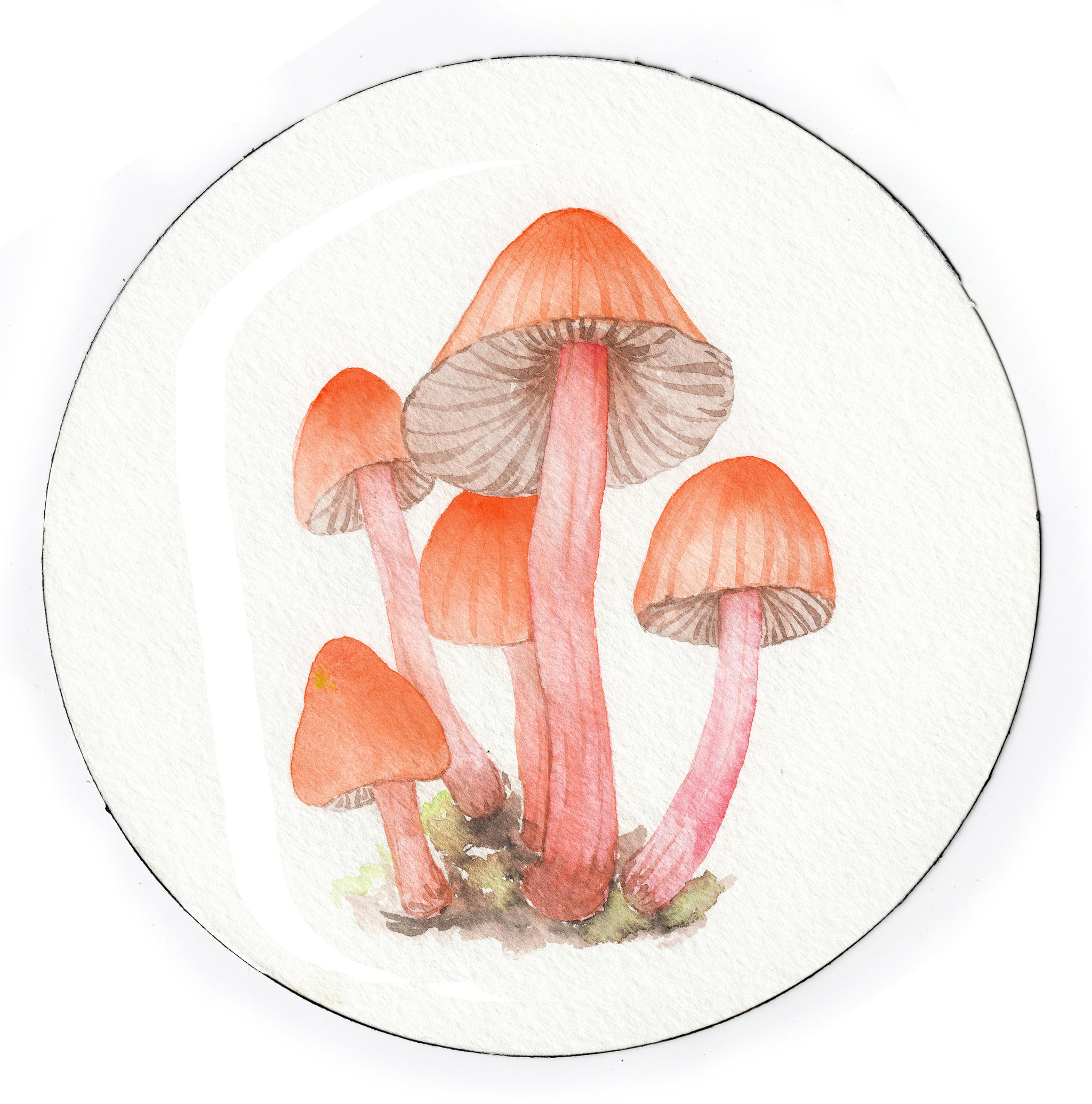 手绘水彩多彩群生可爱蘑菇插画