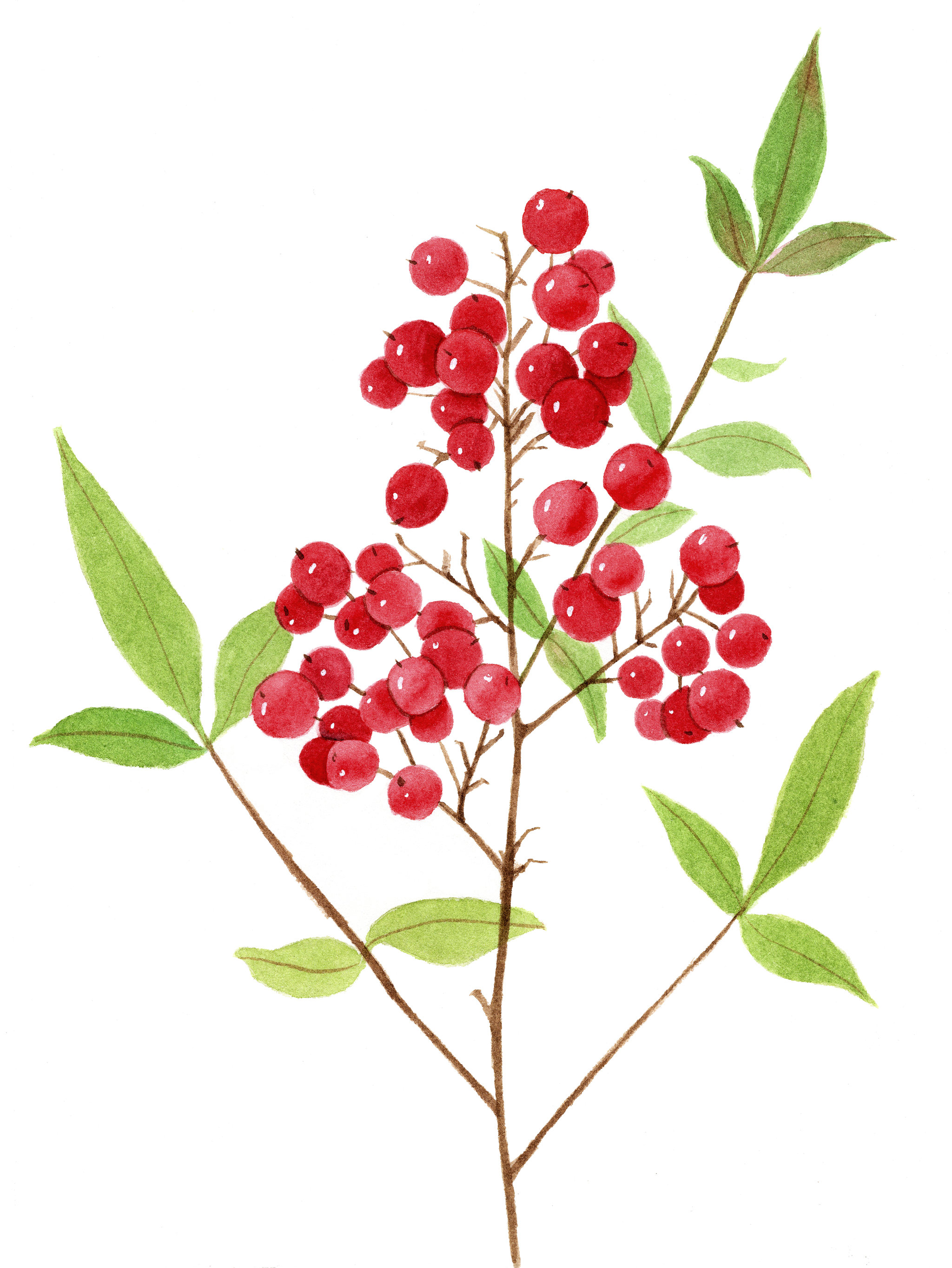 手绘水彩水果浆果红果子插画