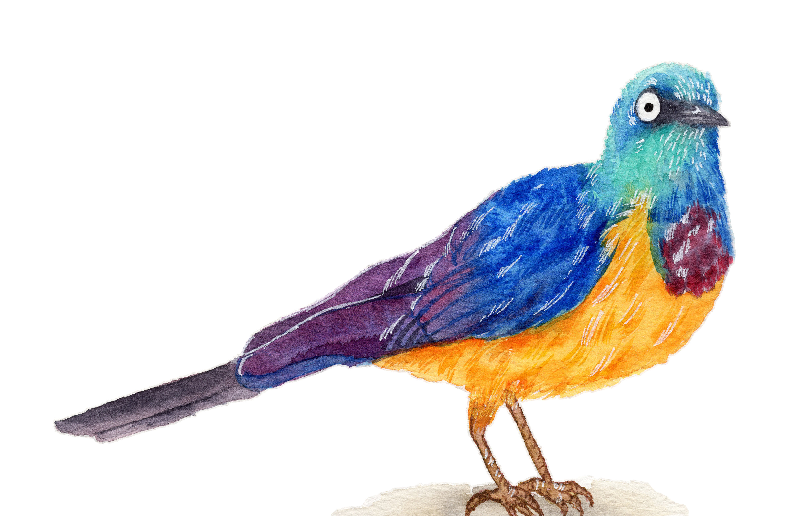 手绘水彩动物小鸟翠鸟素材元素插画