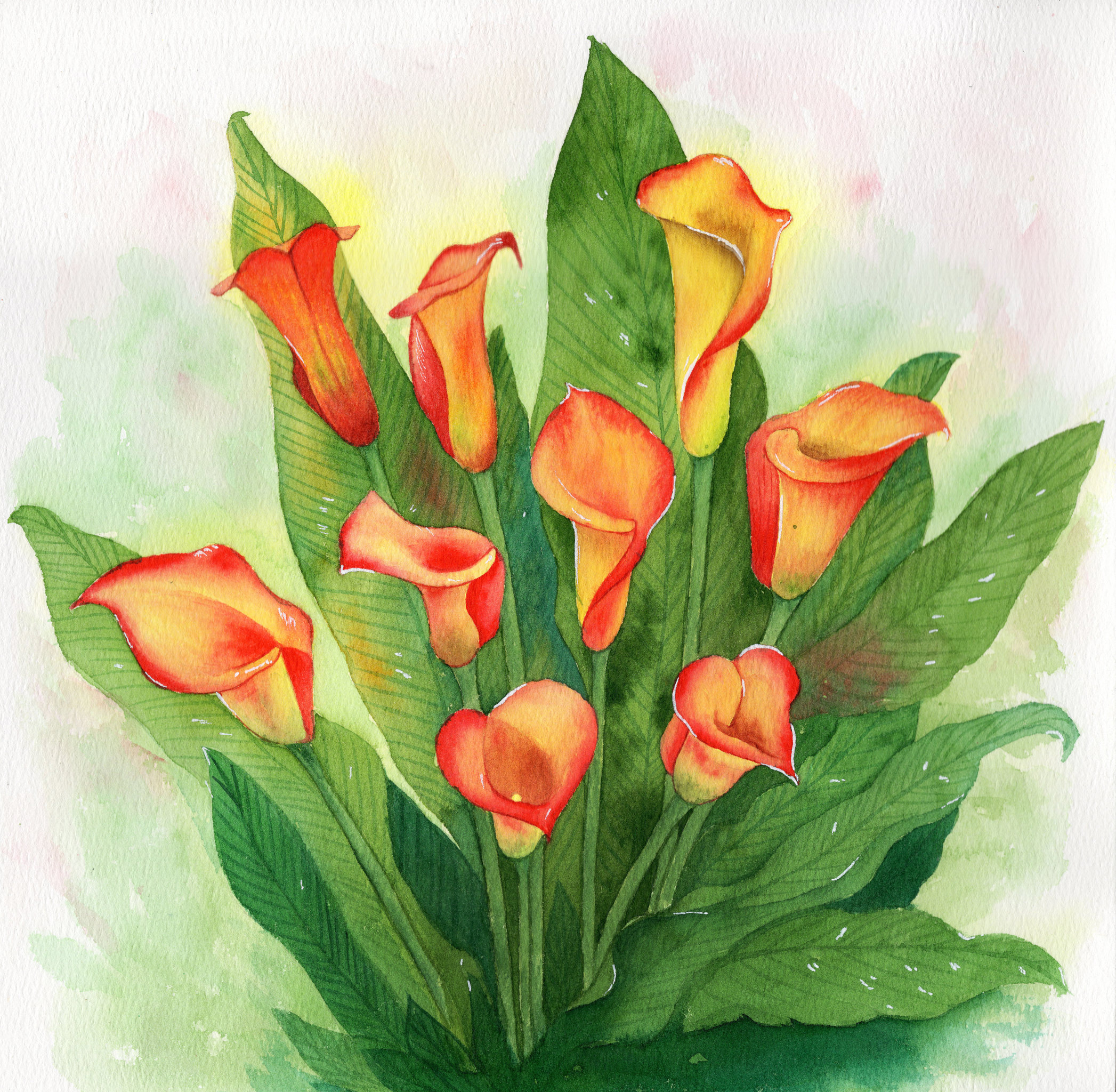 手绘水彩植物花卉马蹄莲花簇素材插画