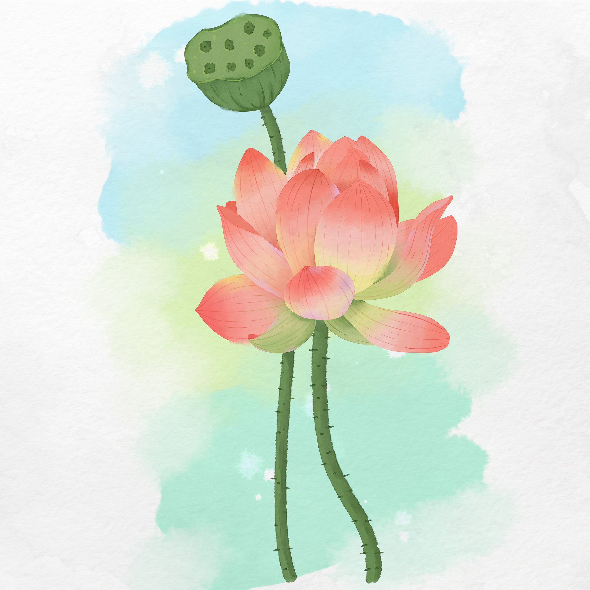 夏季植物花卉荷花莲蓬素材元素插画